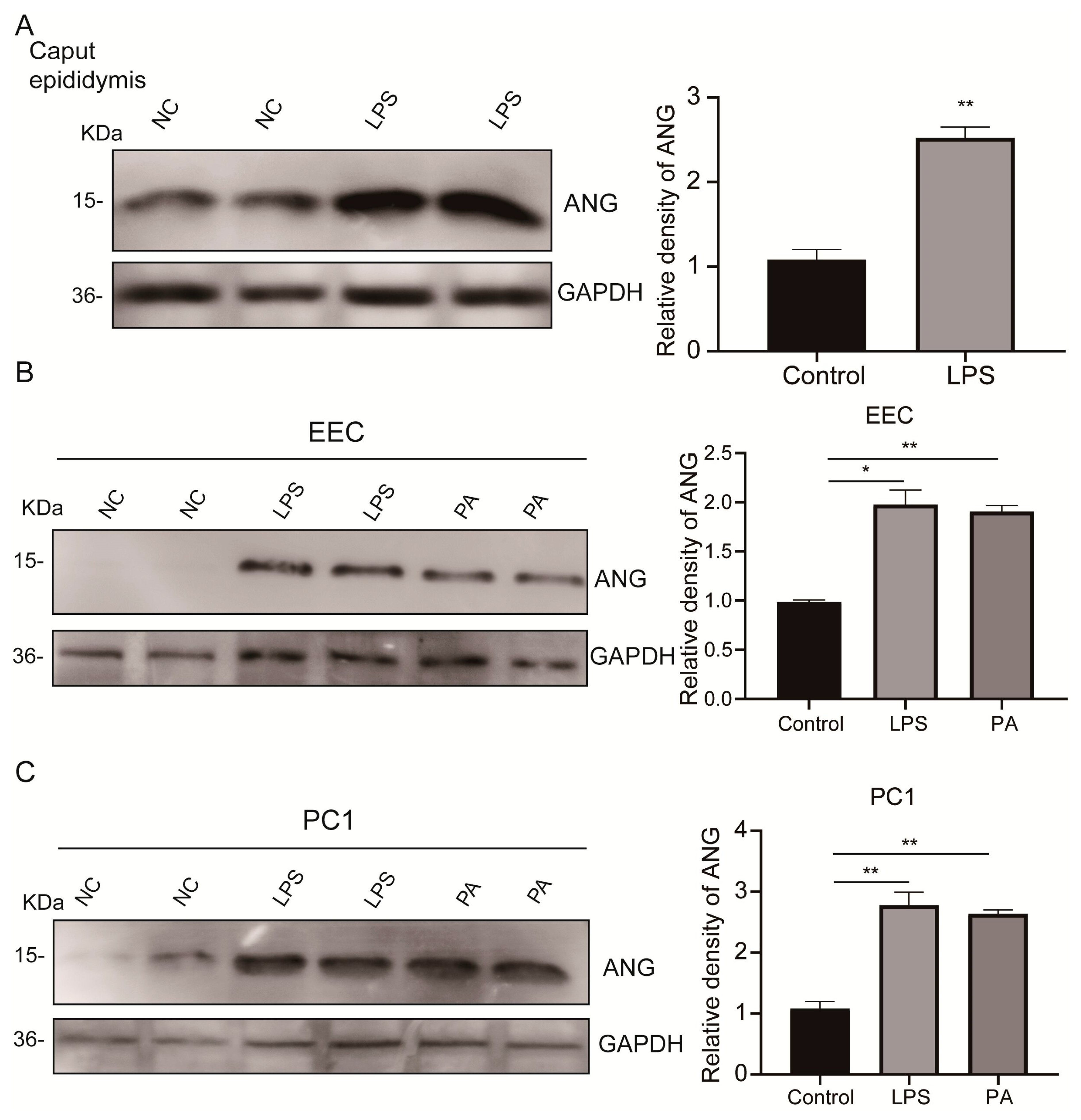 Antioxidants 13 01020 g003