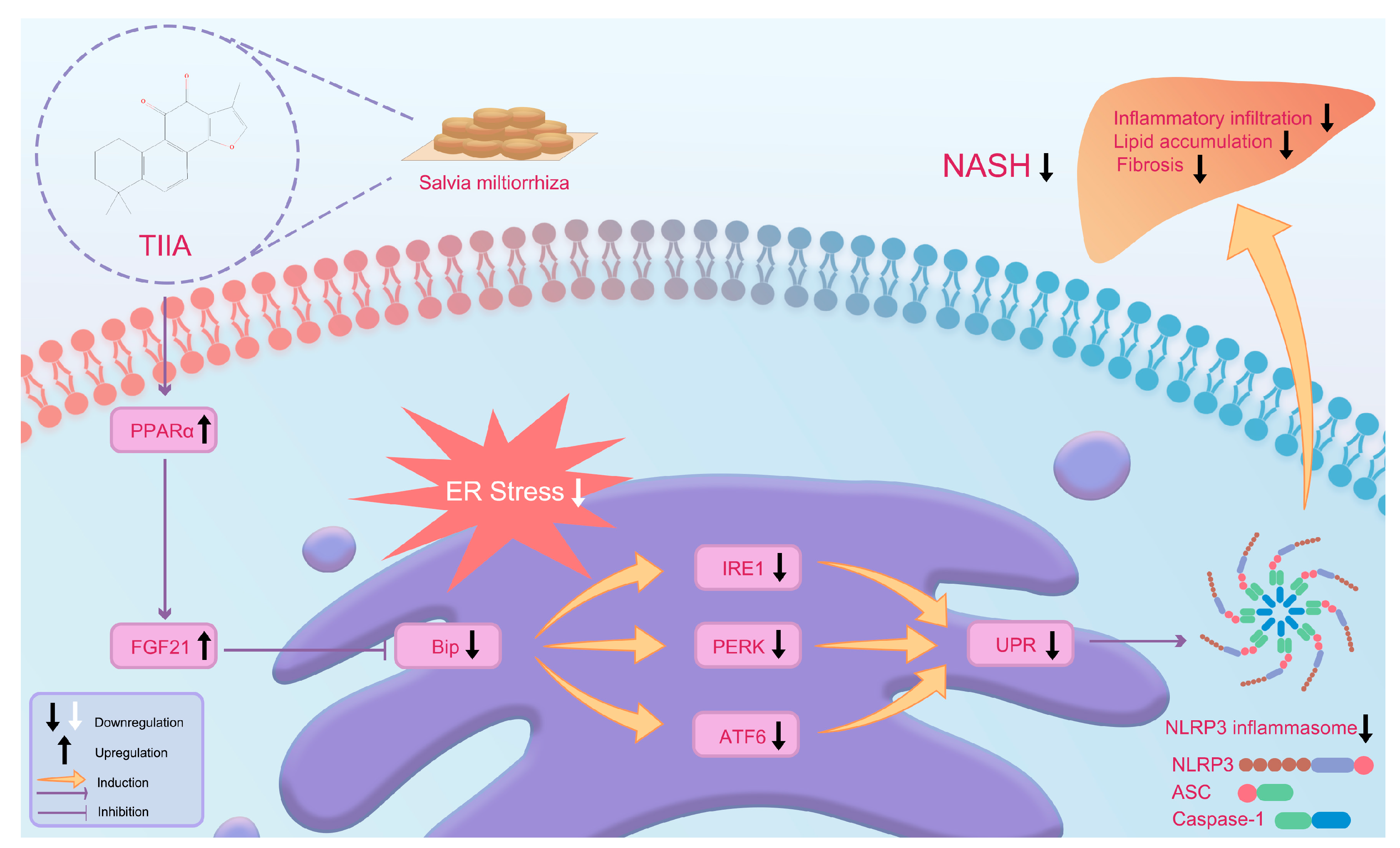 Antioxidants 13 01026 g007