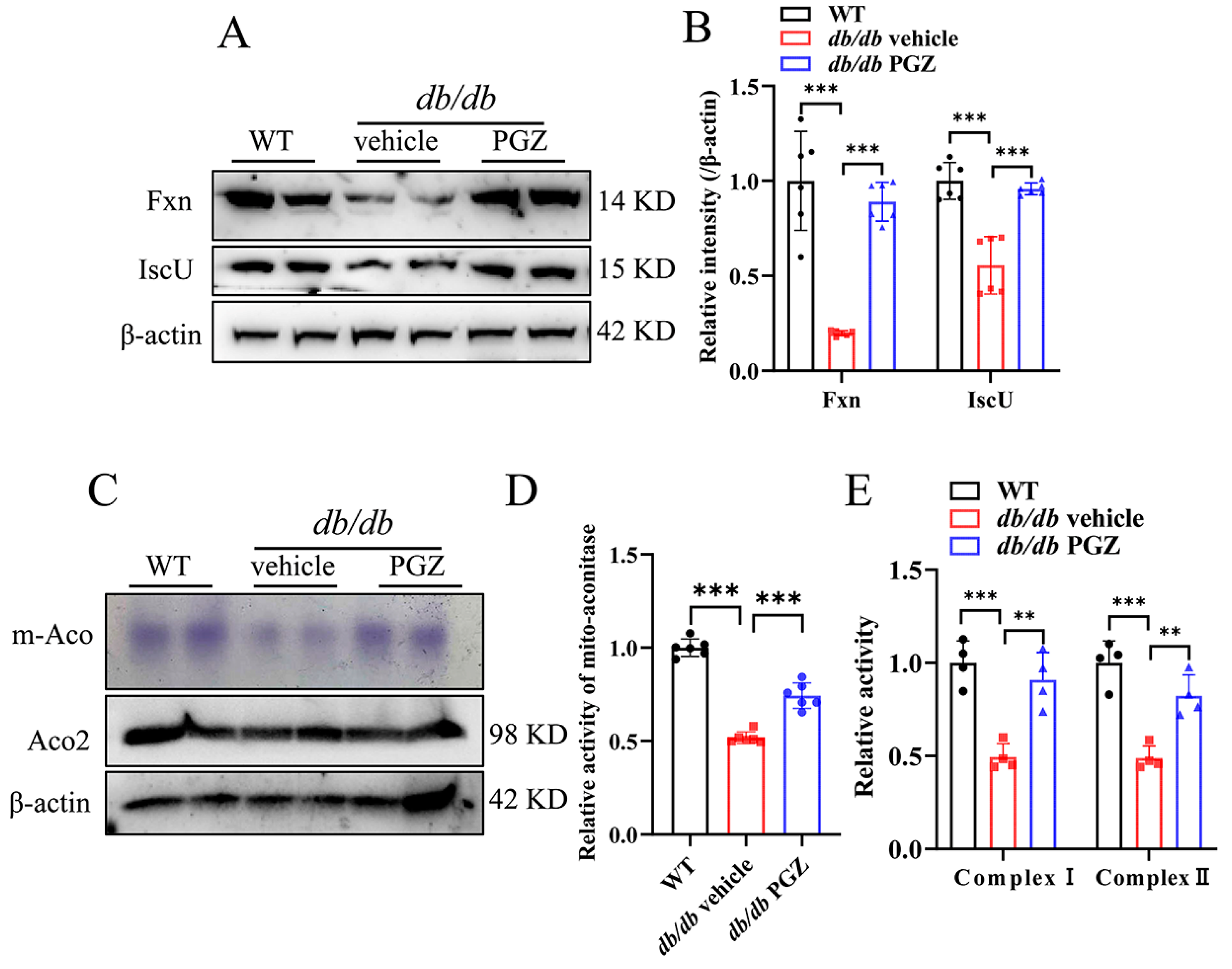 Antioxidants 13 01036 g005