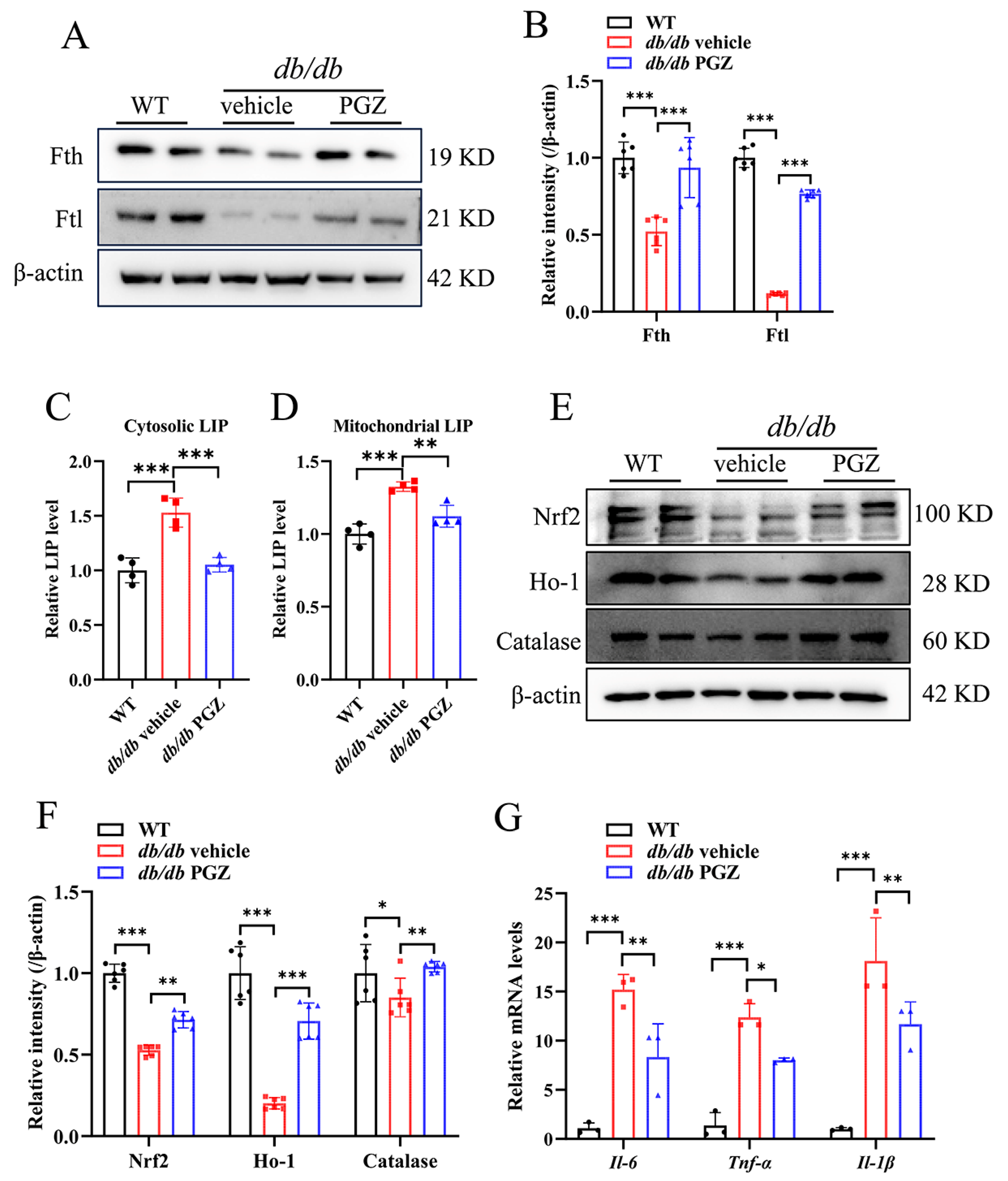 Antioxidants 13 01036 g006
