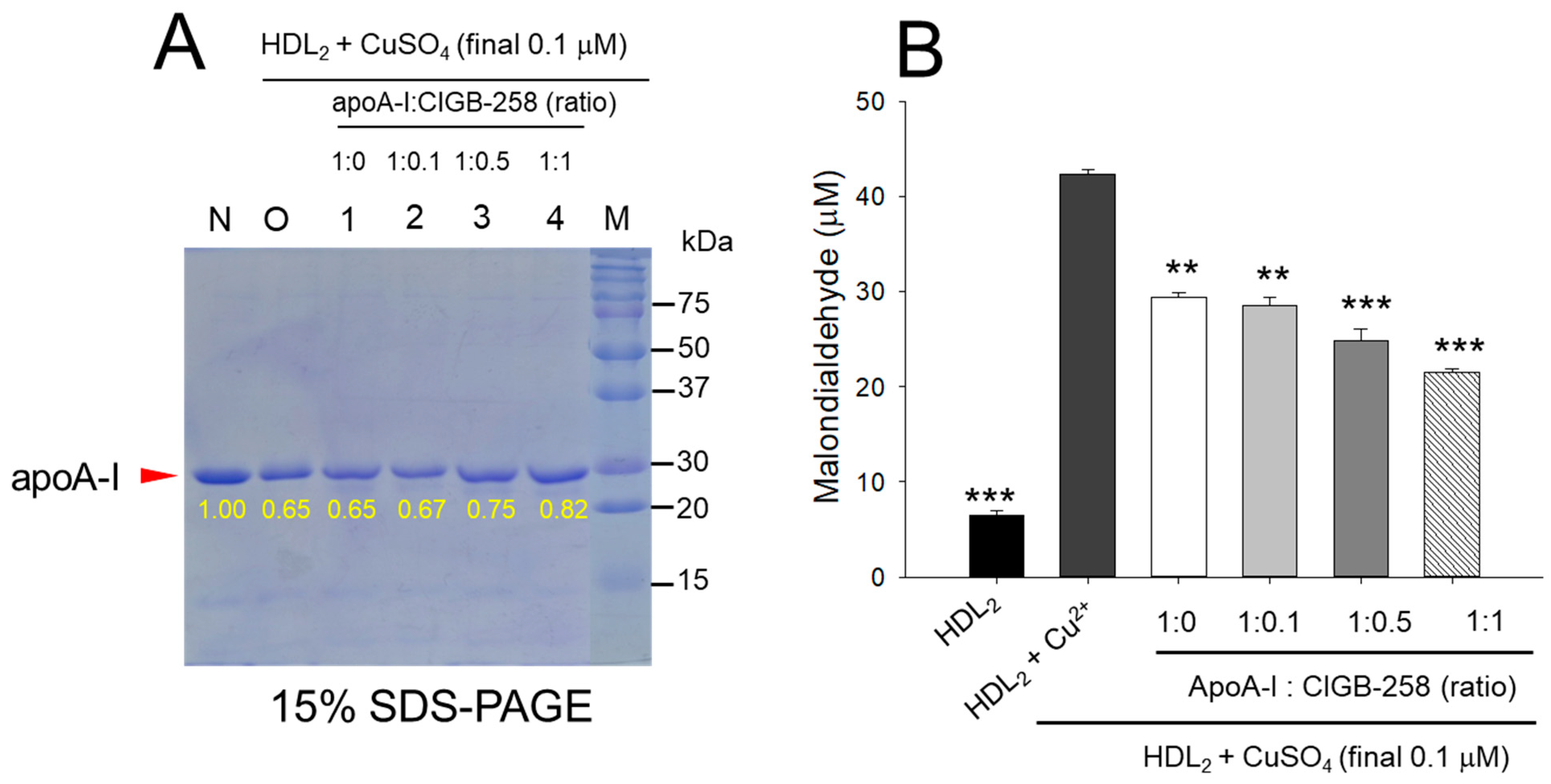 Antioxidants 13 01049 g001 Antioxidants 13 01049 g001