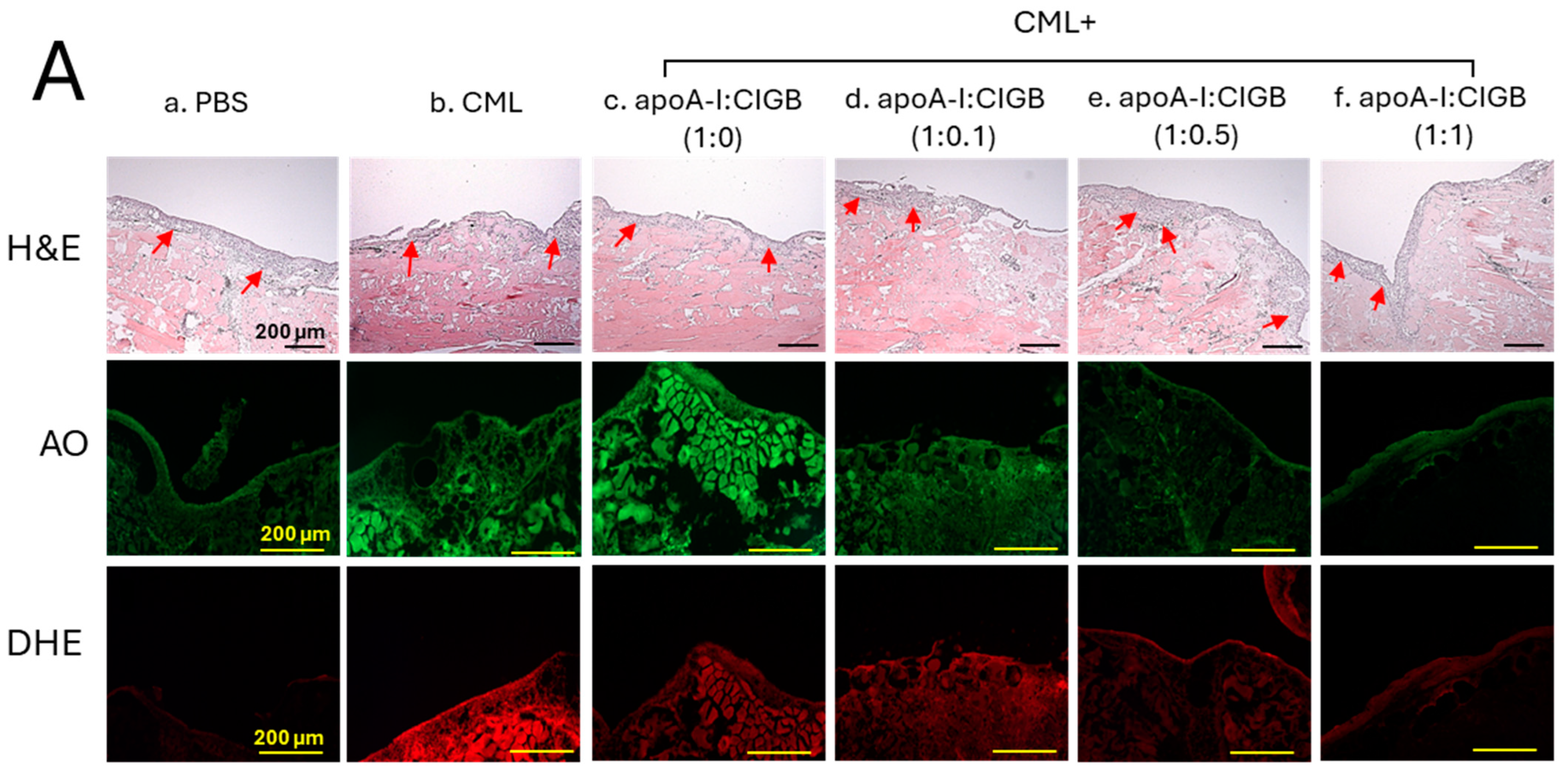 Antioxidants 13 01049 g007a Antioxidants 13 01049 g007a