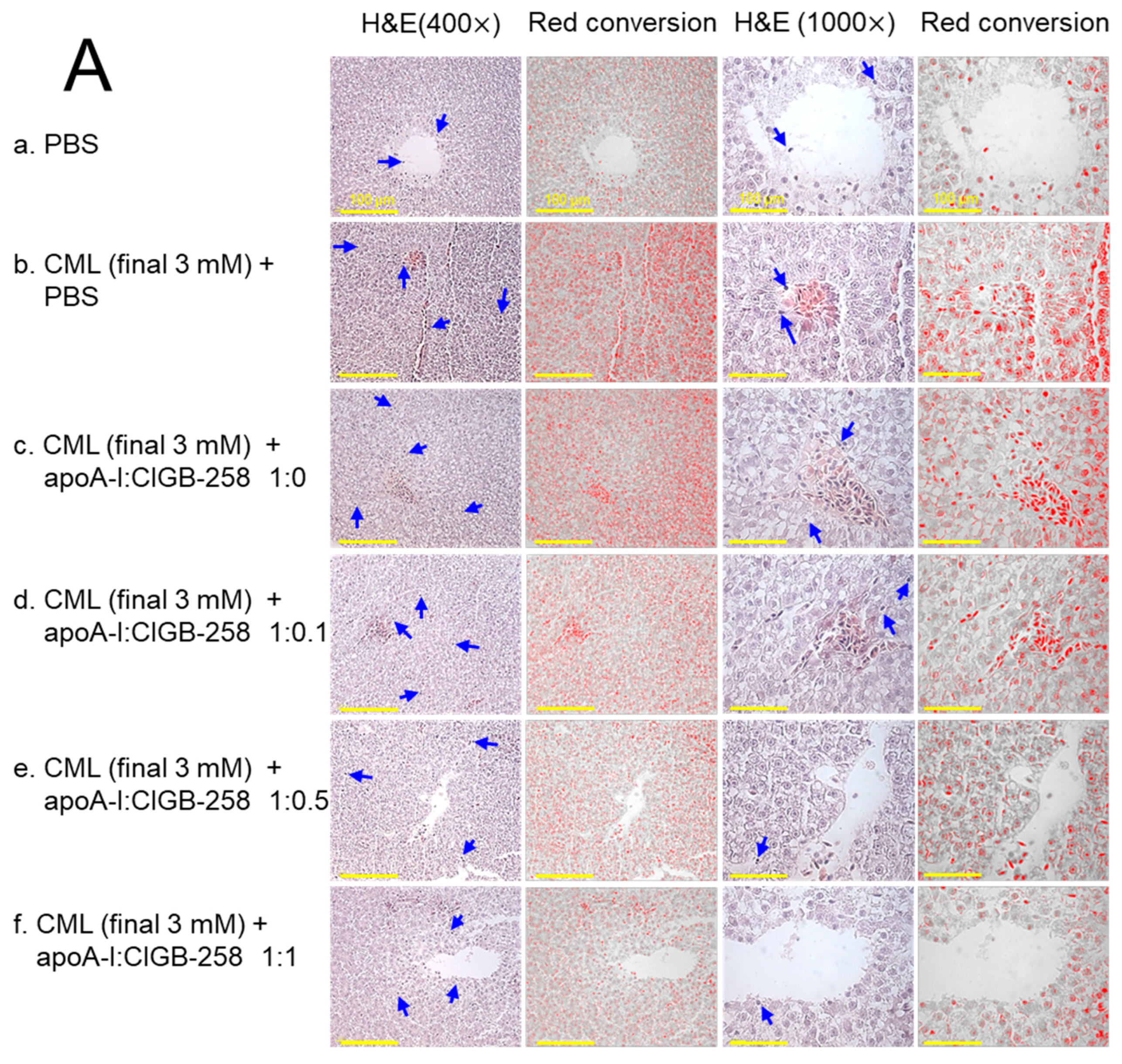 Antioxidants 13 01049 g009a Antioxidants 13 01049 g009a