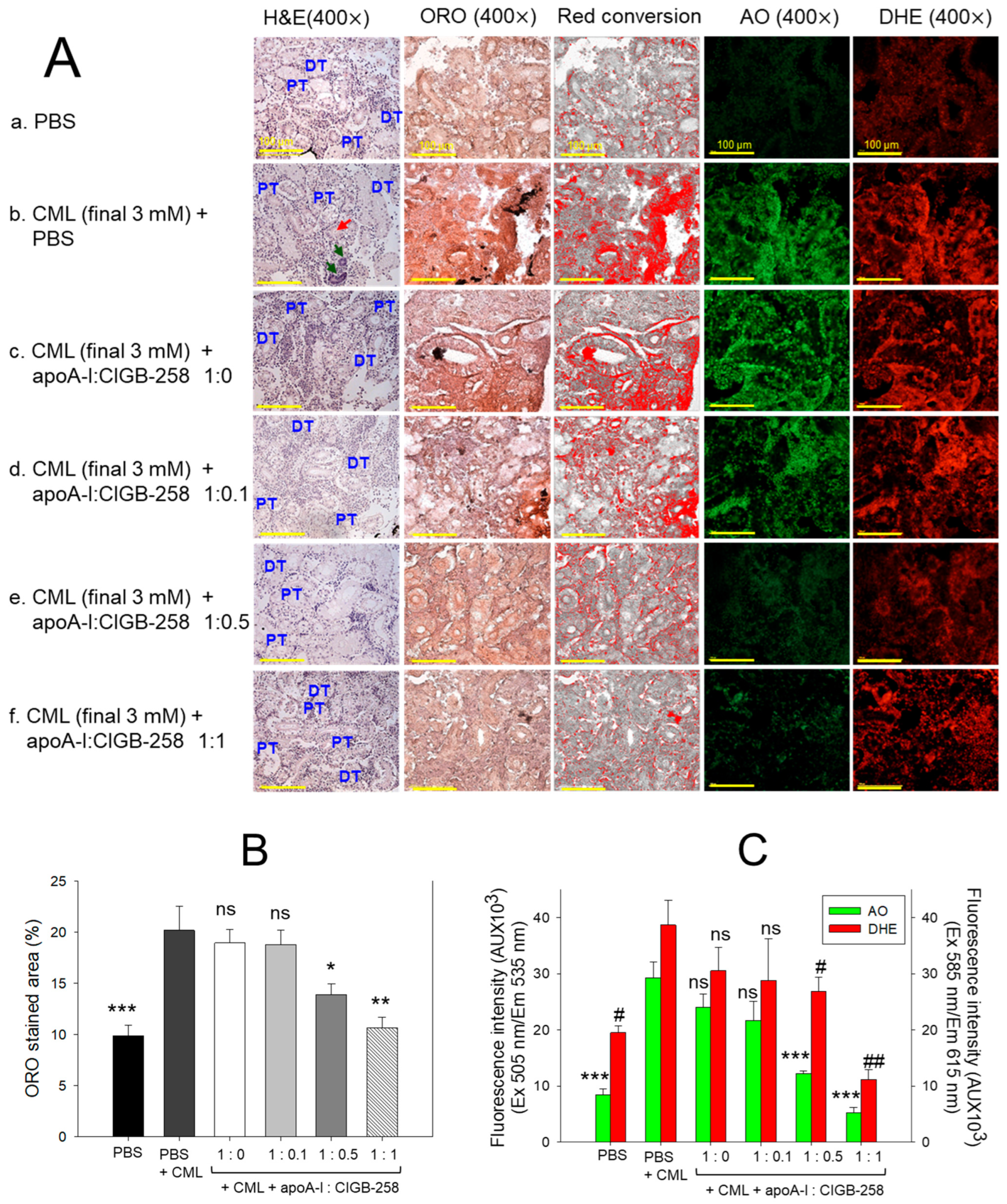 Antioxidants 13 01049 g012 Antioxidants 13 01049 g012