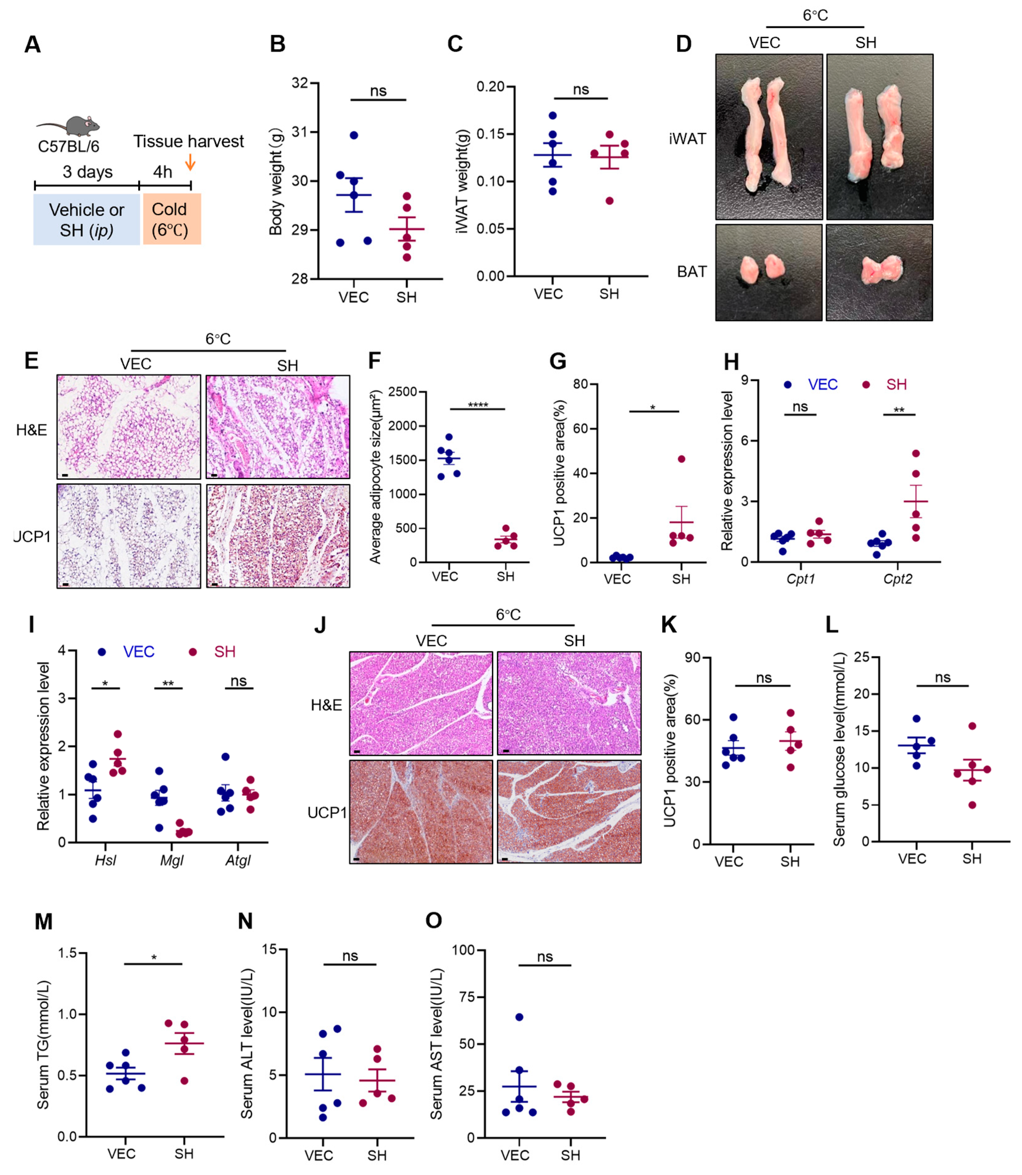 Antioxidants 13 01057 g003