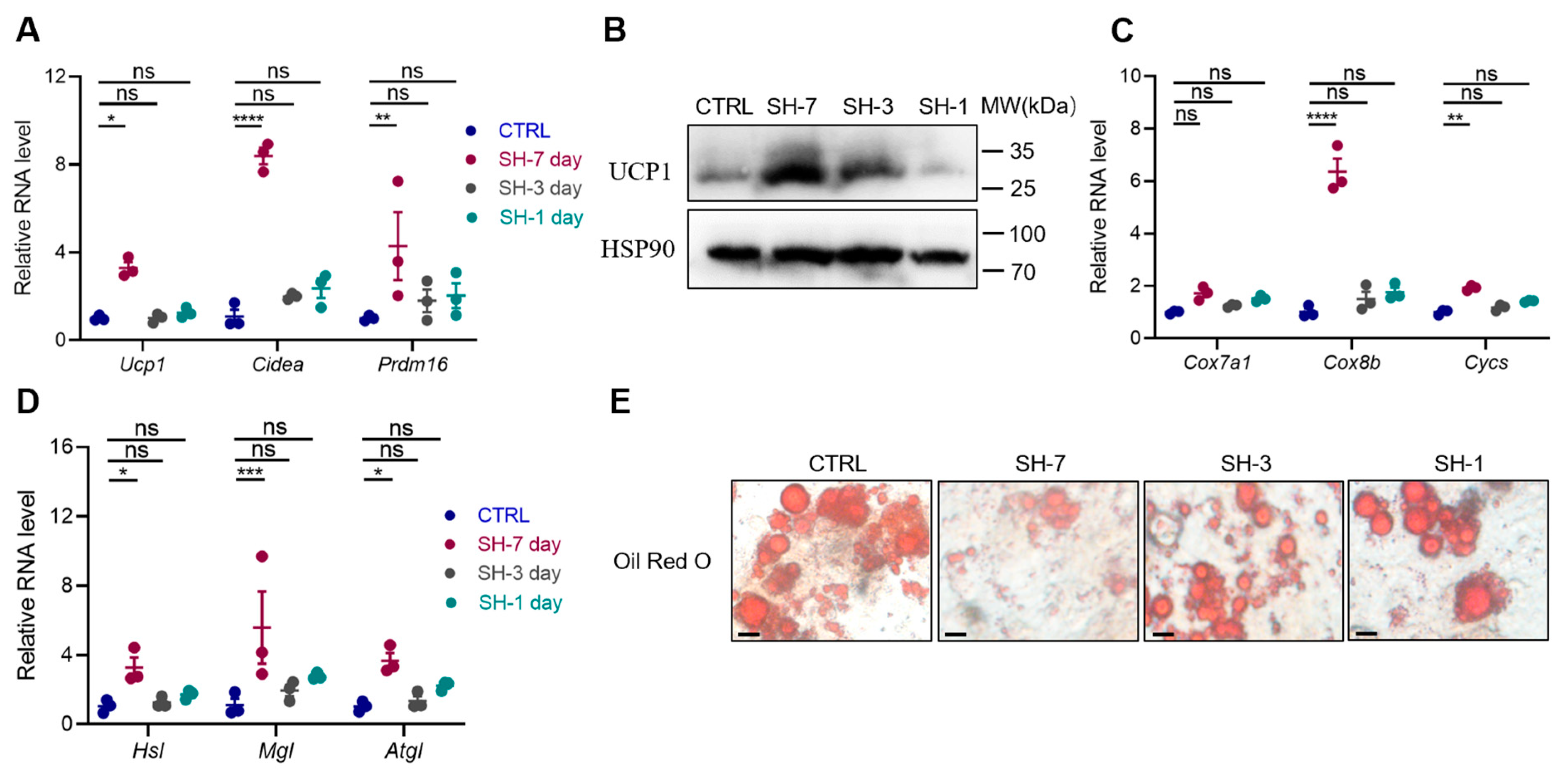 Antioxidants 13 01057 g005