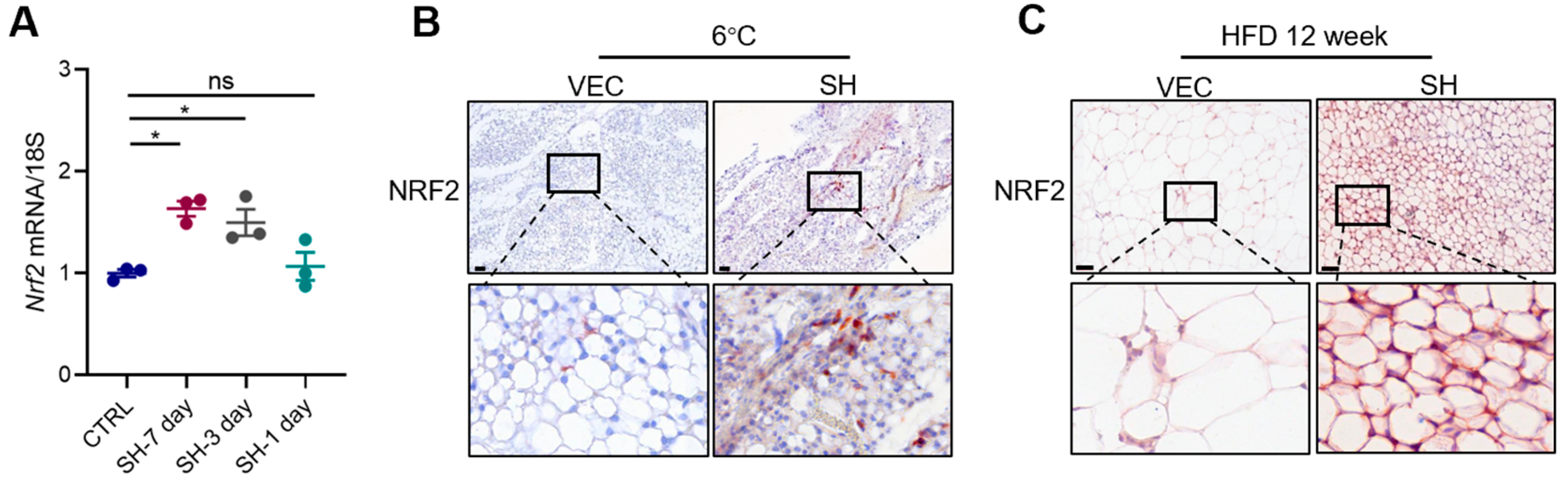 Antioxidants 13 01057 g007a