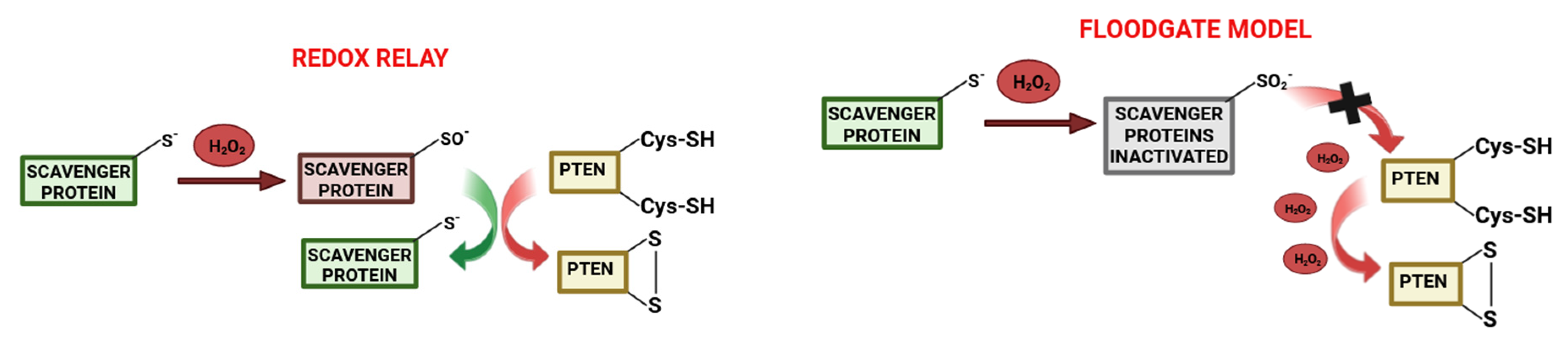Antioxidants 13 01058 g001