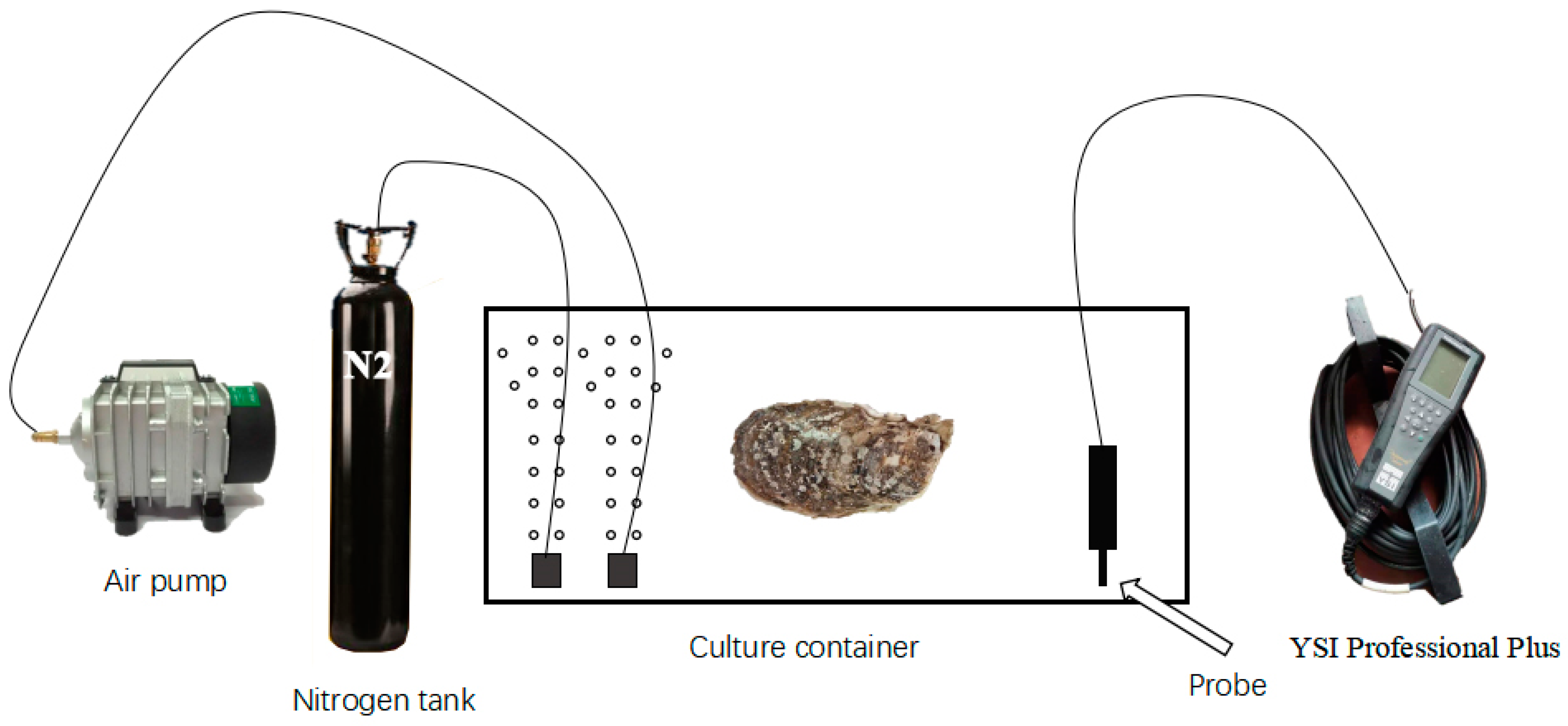 Antioxidants 13 01063 g001