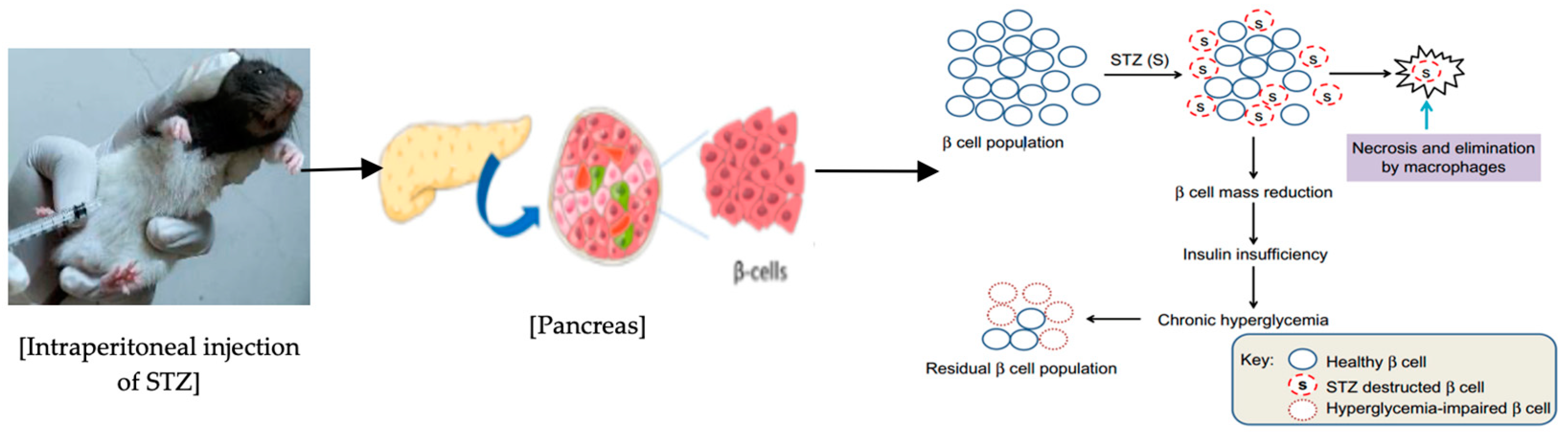 Antioxidants 13 01064 g001