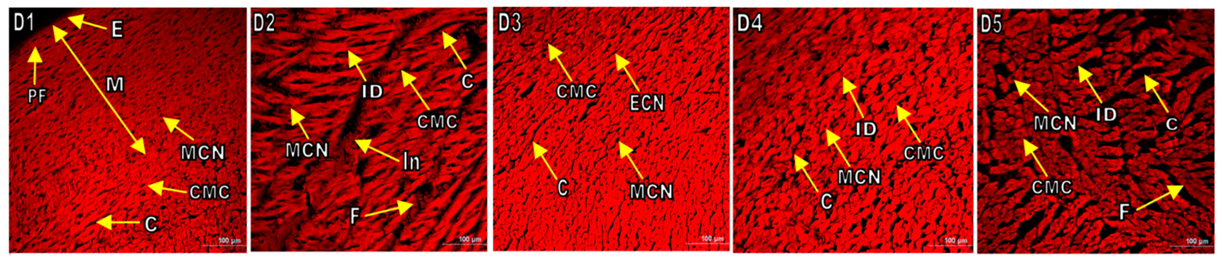 Antioxidants 13 01064 g007b