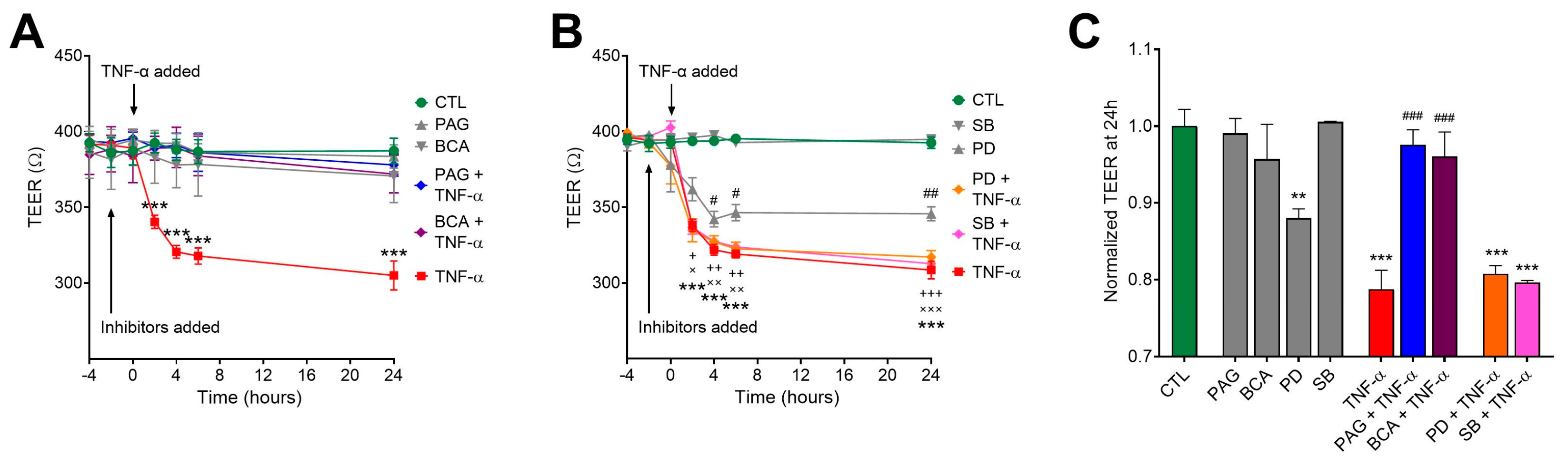 Antioxidants 13 01067 g004