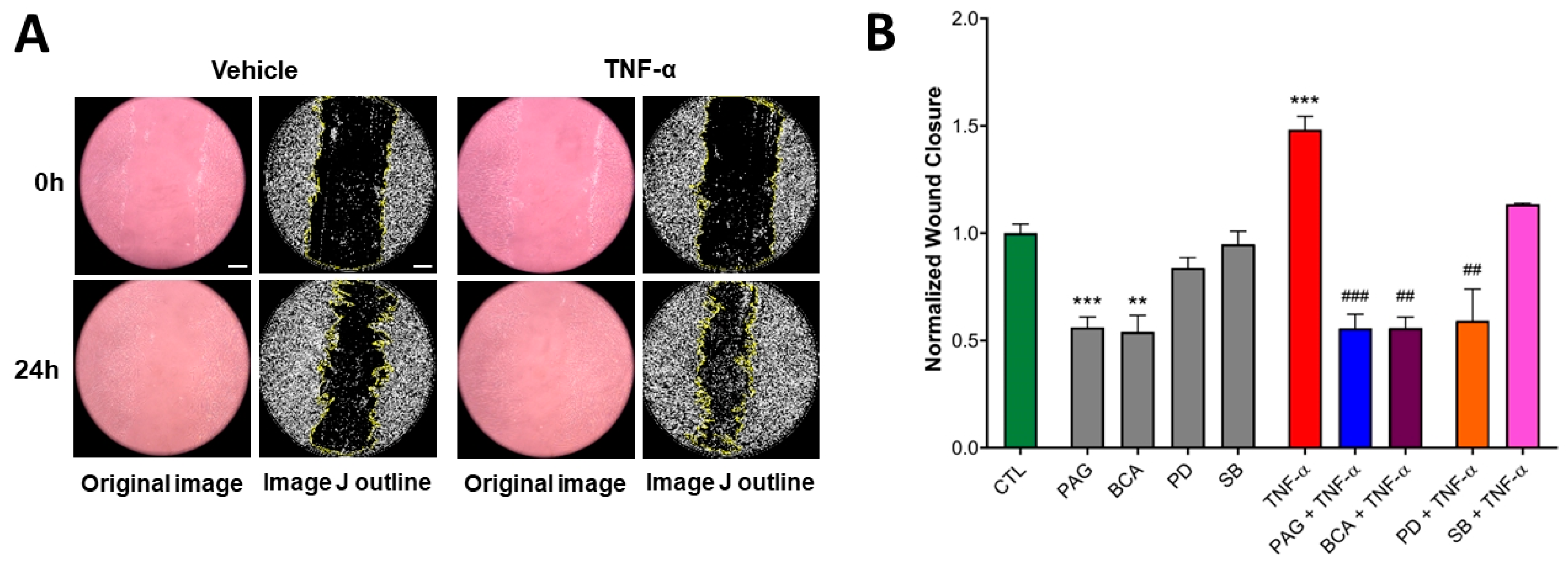 Antioxidants 13 01067 g005