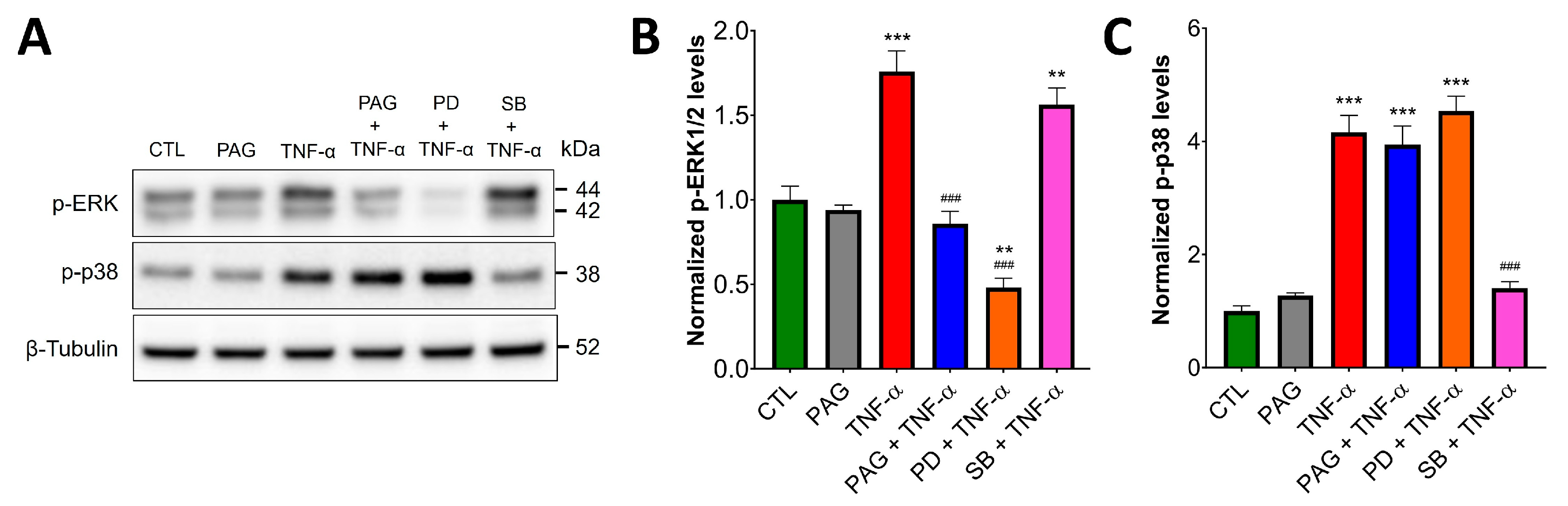 Antioxidants 13 01067 g006