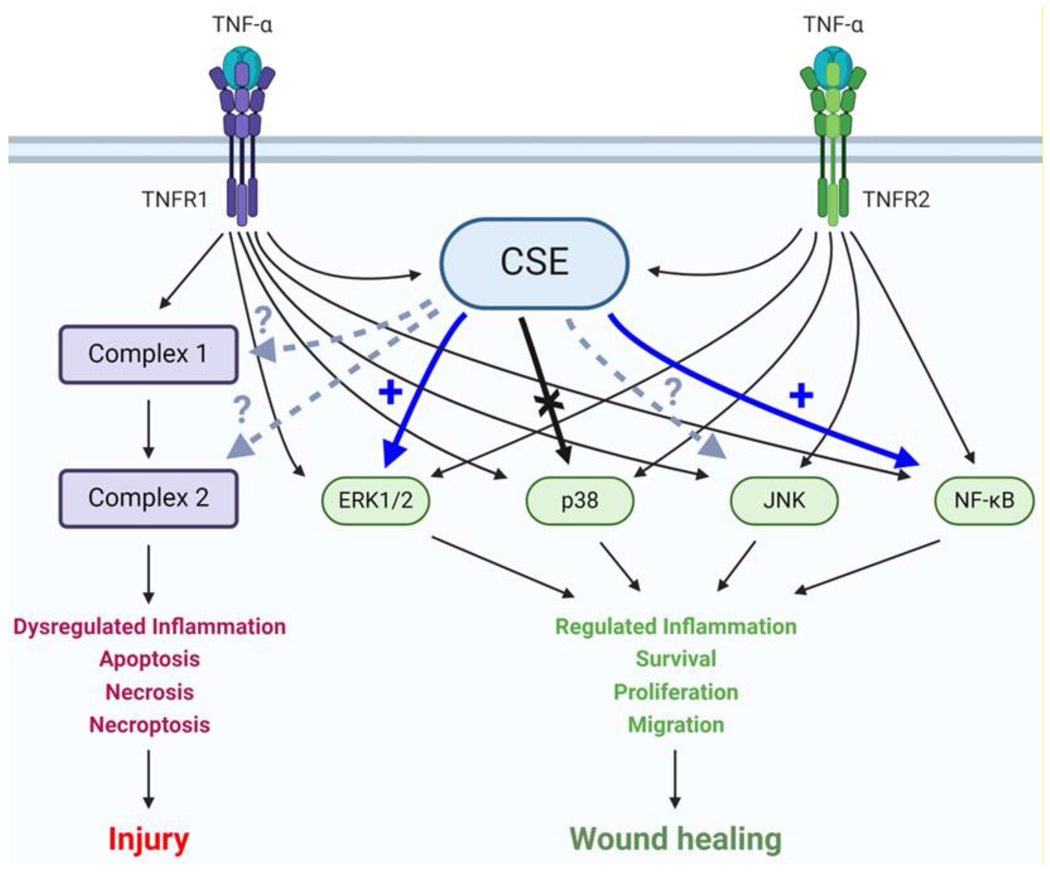 Antioxidants 13 01067 g007