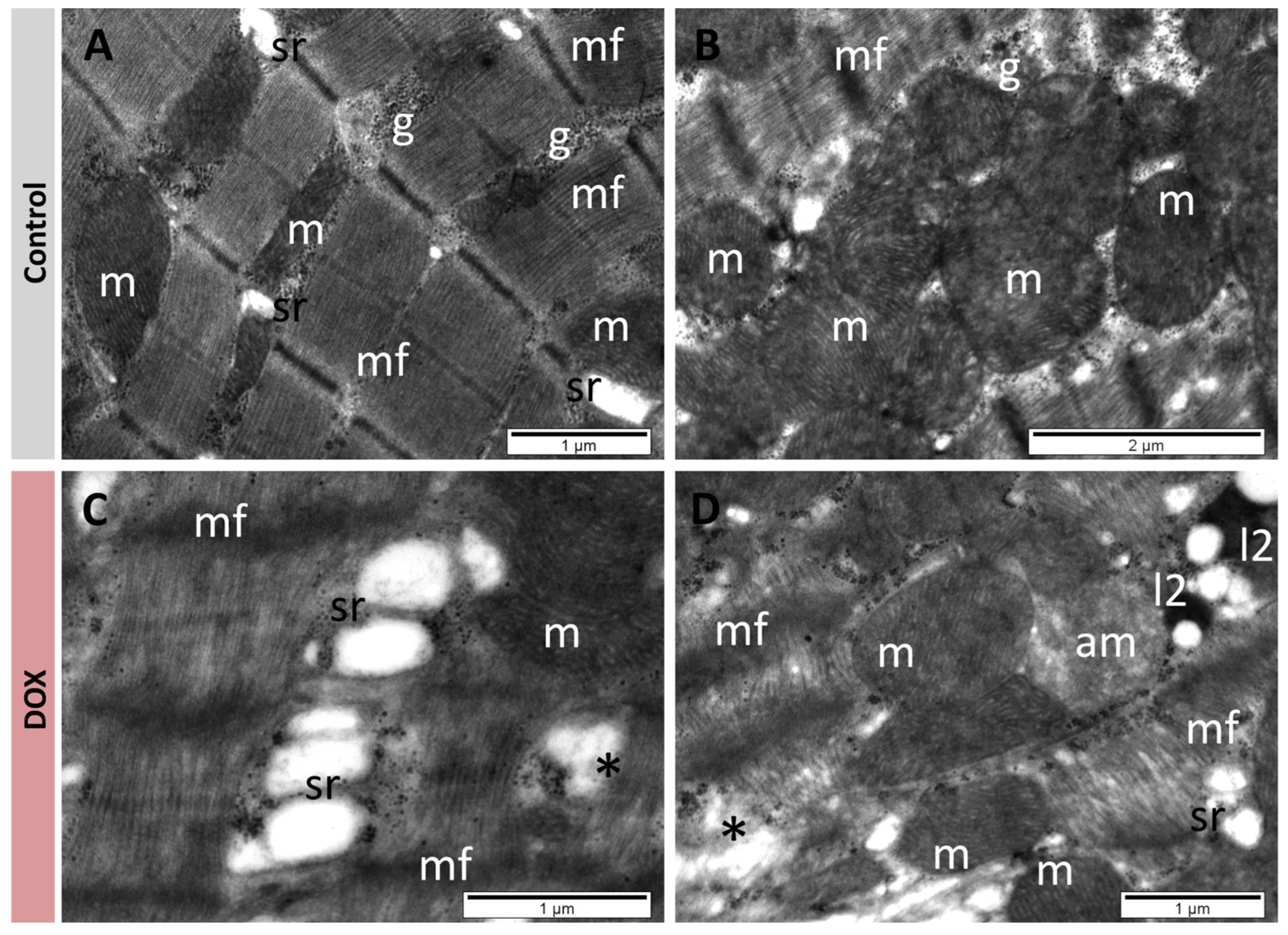 Antioxidants 13 01068 g005