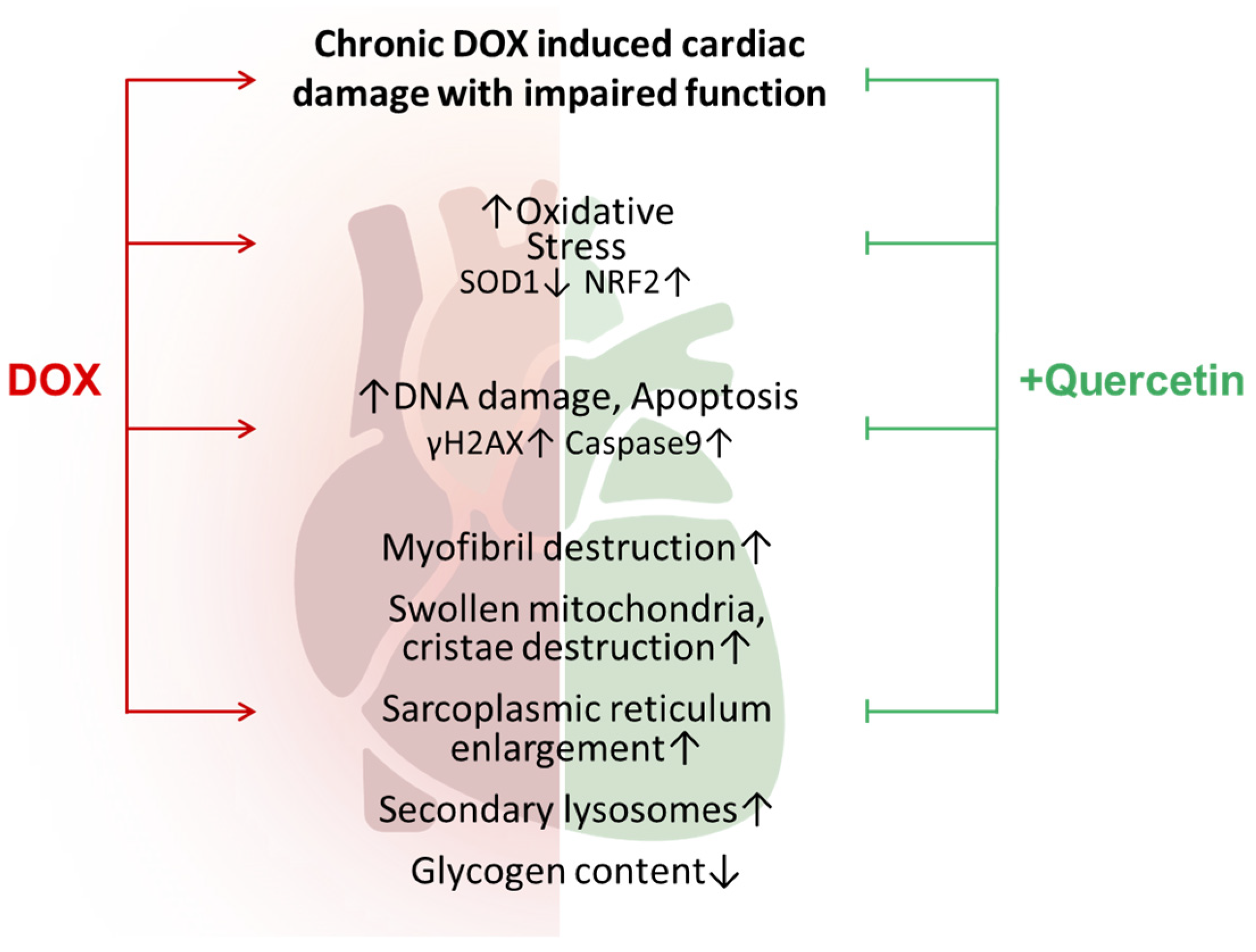 Antioxidants 13 01068 g007