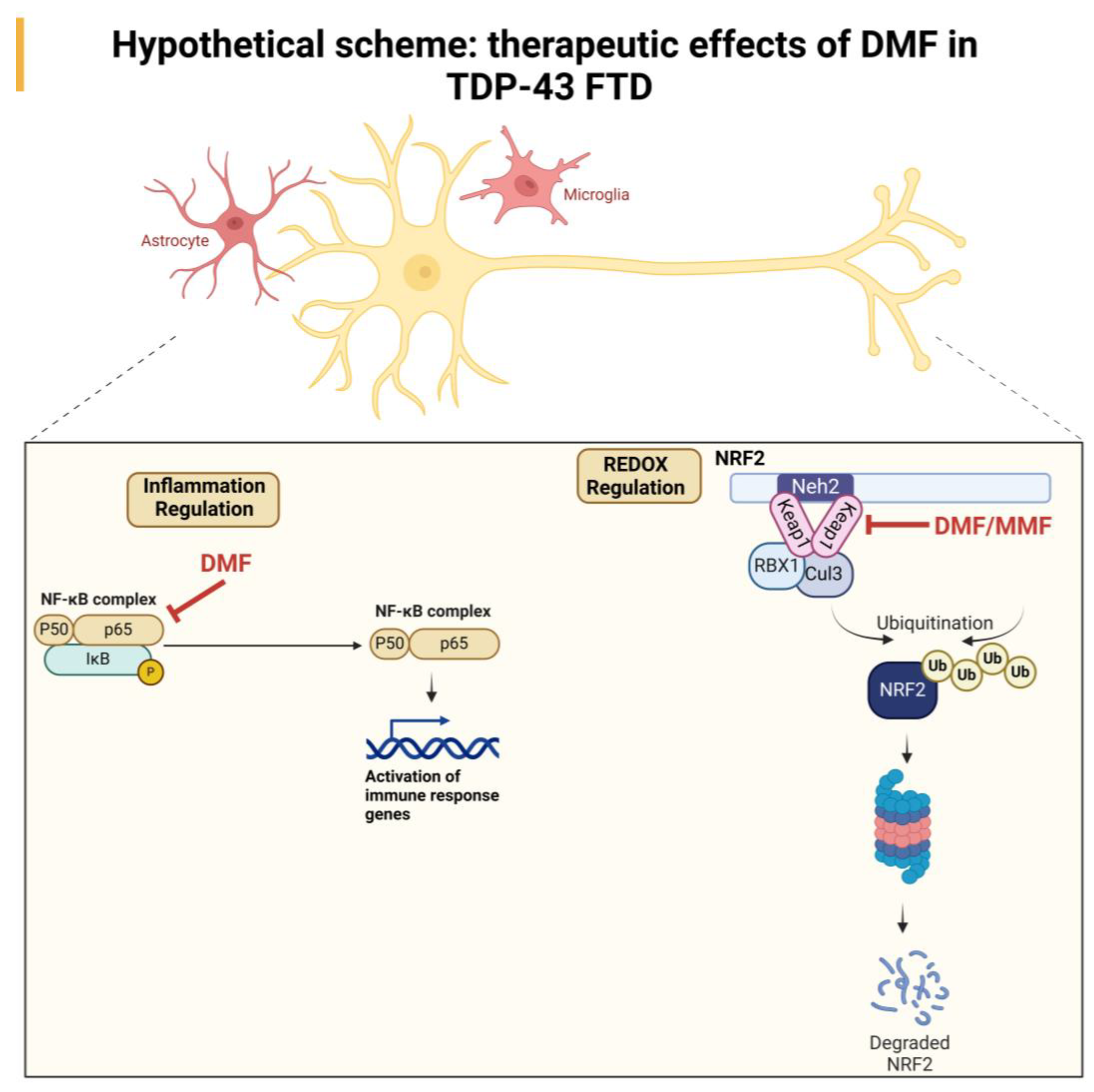 Antioxidants 13 01072 g006
