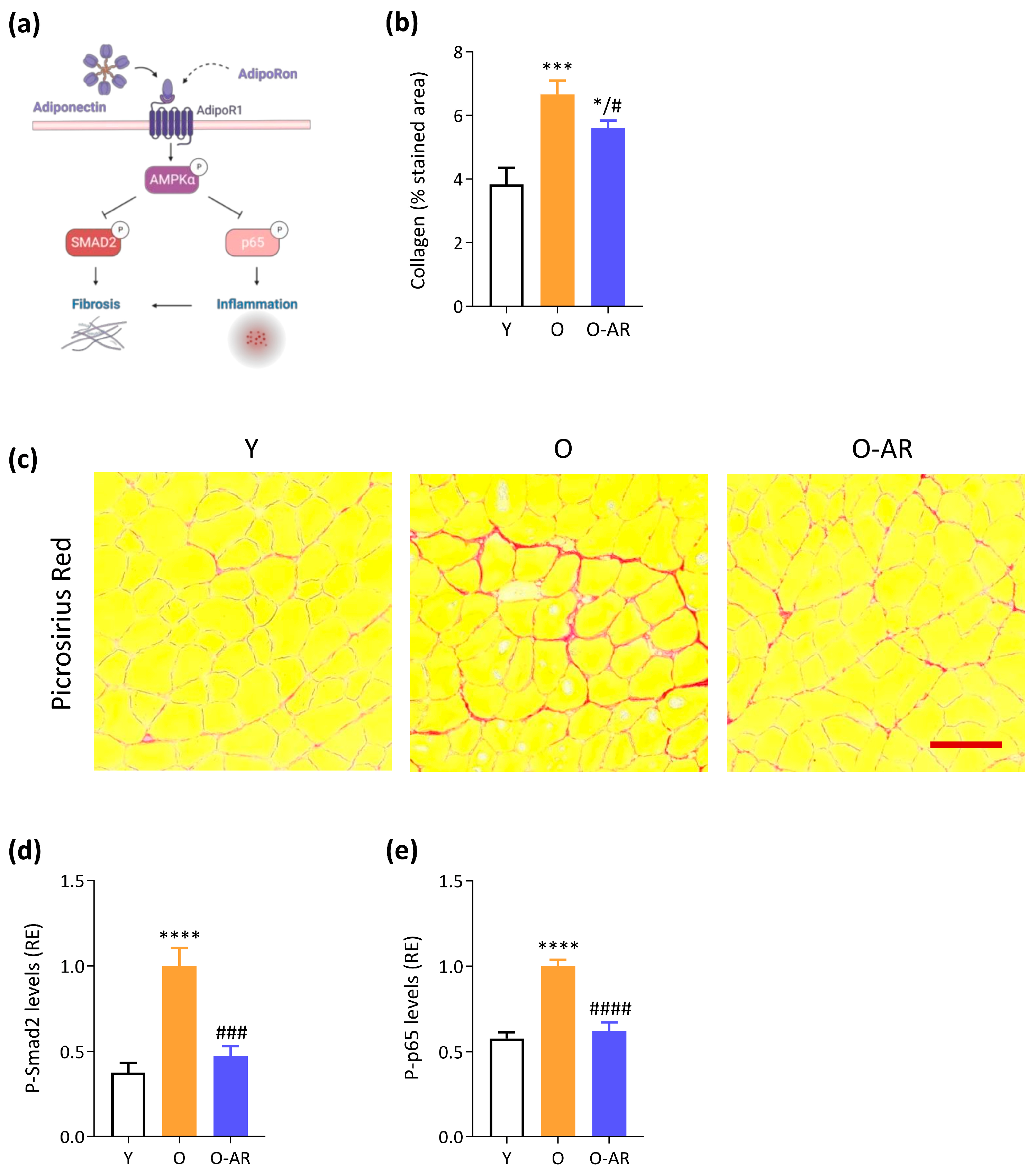 Antioxidants 13 01073 g005
