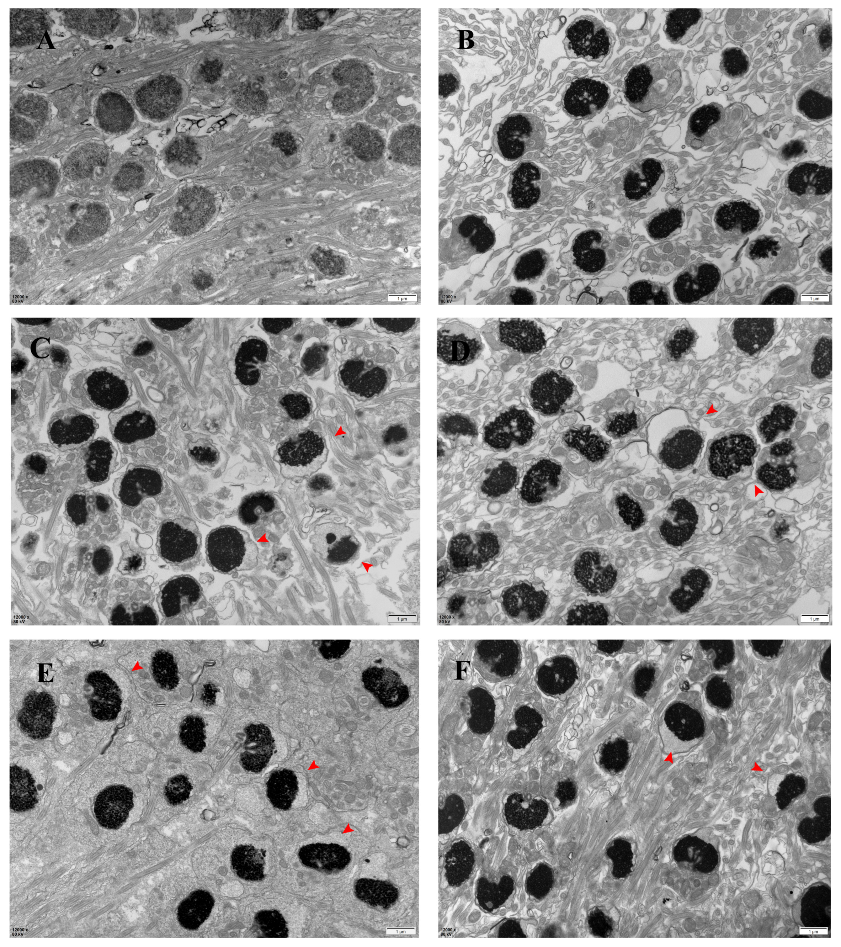 Antioxidants 13 01077 g003