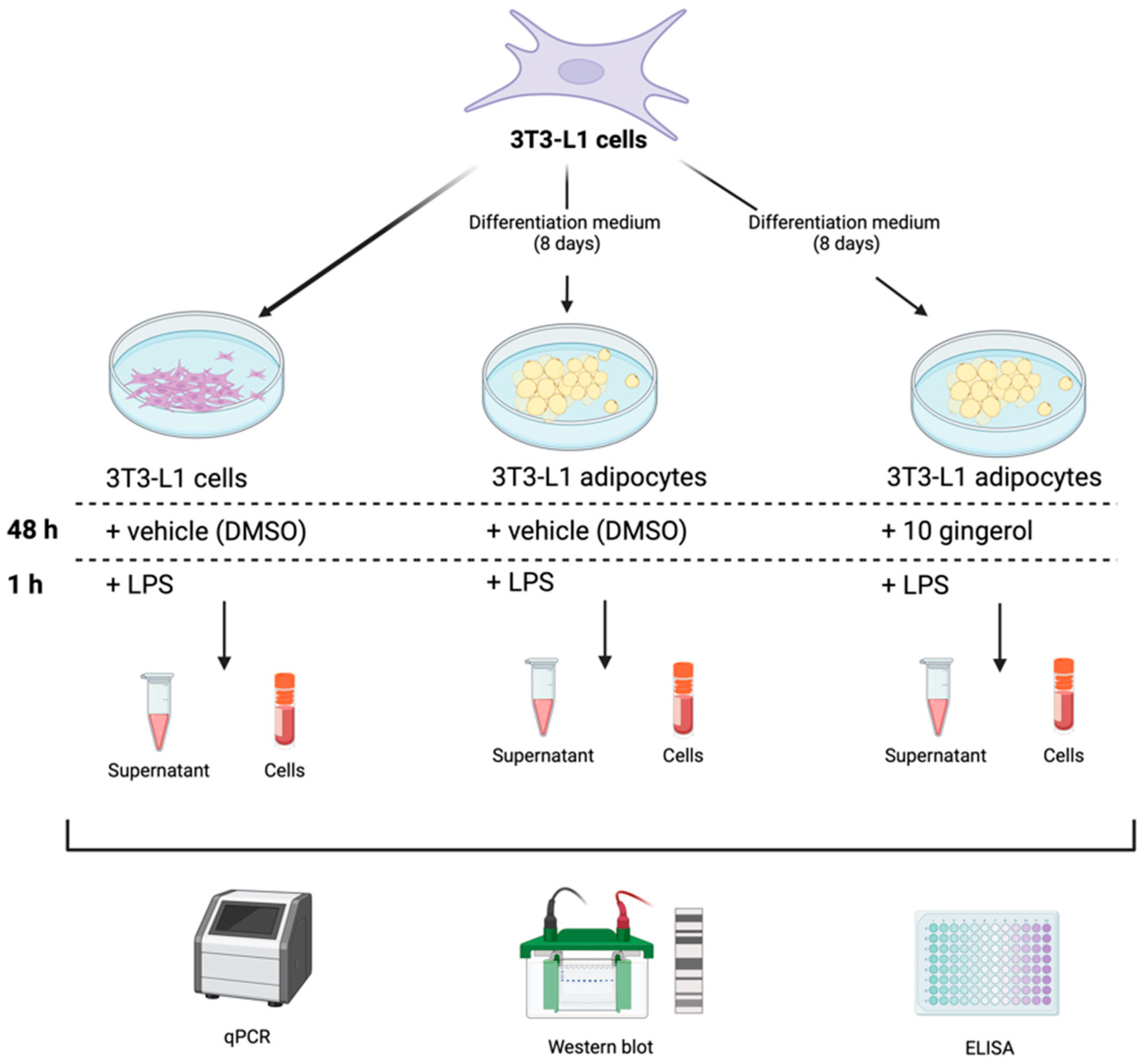 Antioxidants 13 01093 g001
