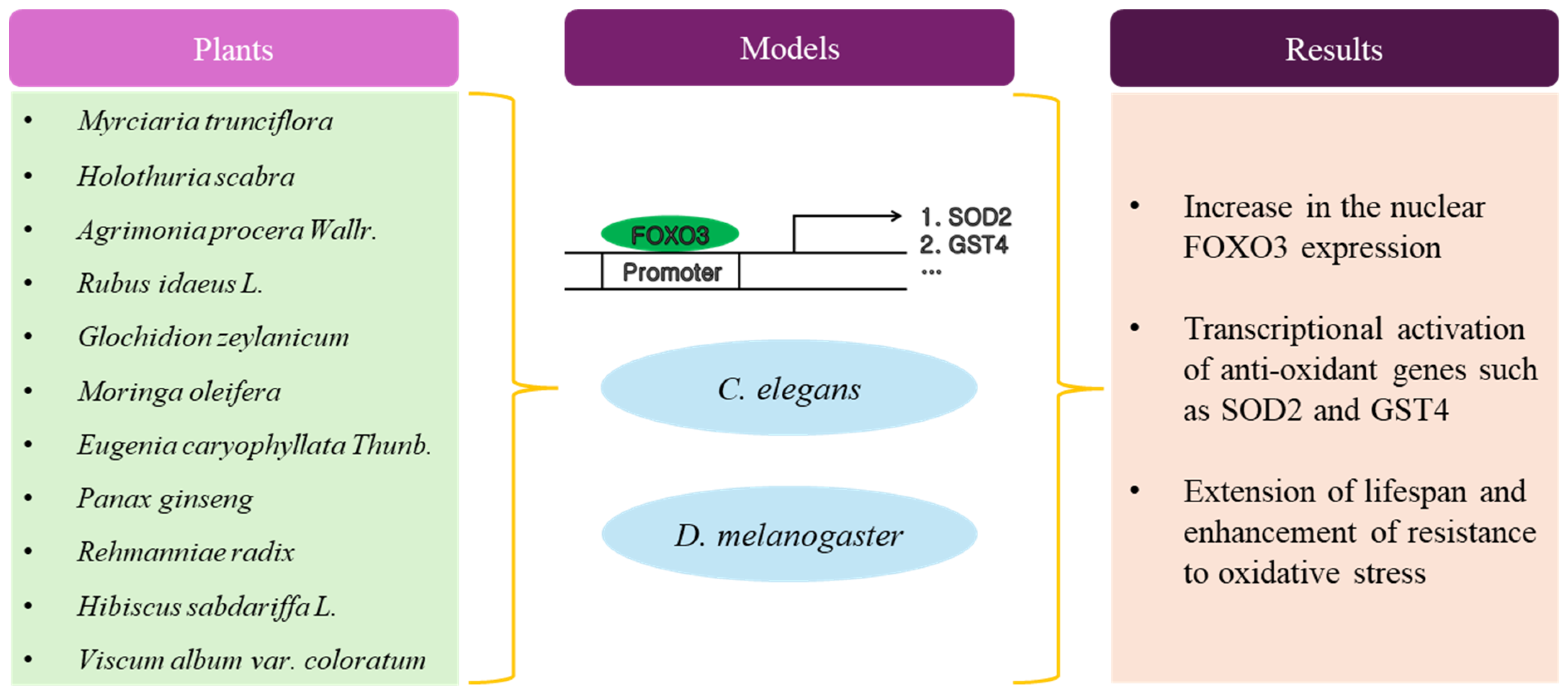 Antioxidants 13 01099 g001