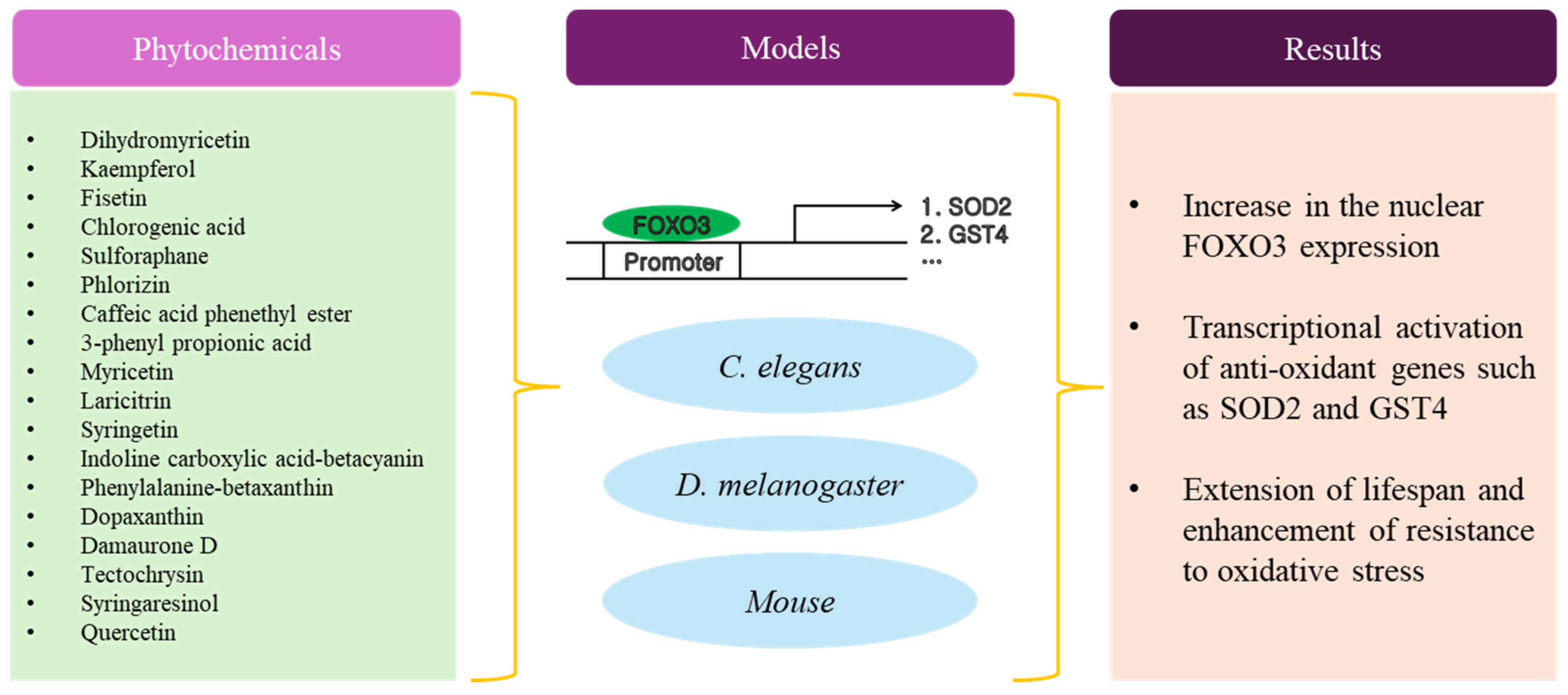 Antioxidants 13 01099 g002
