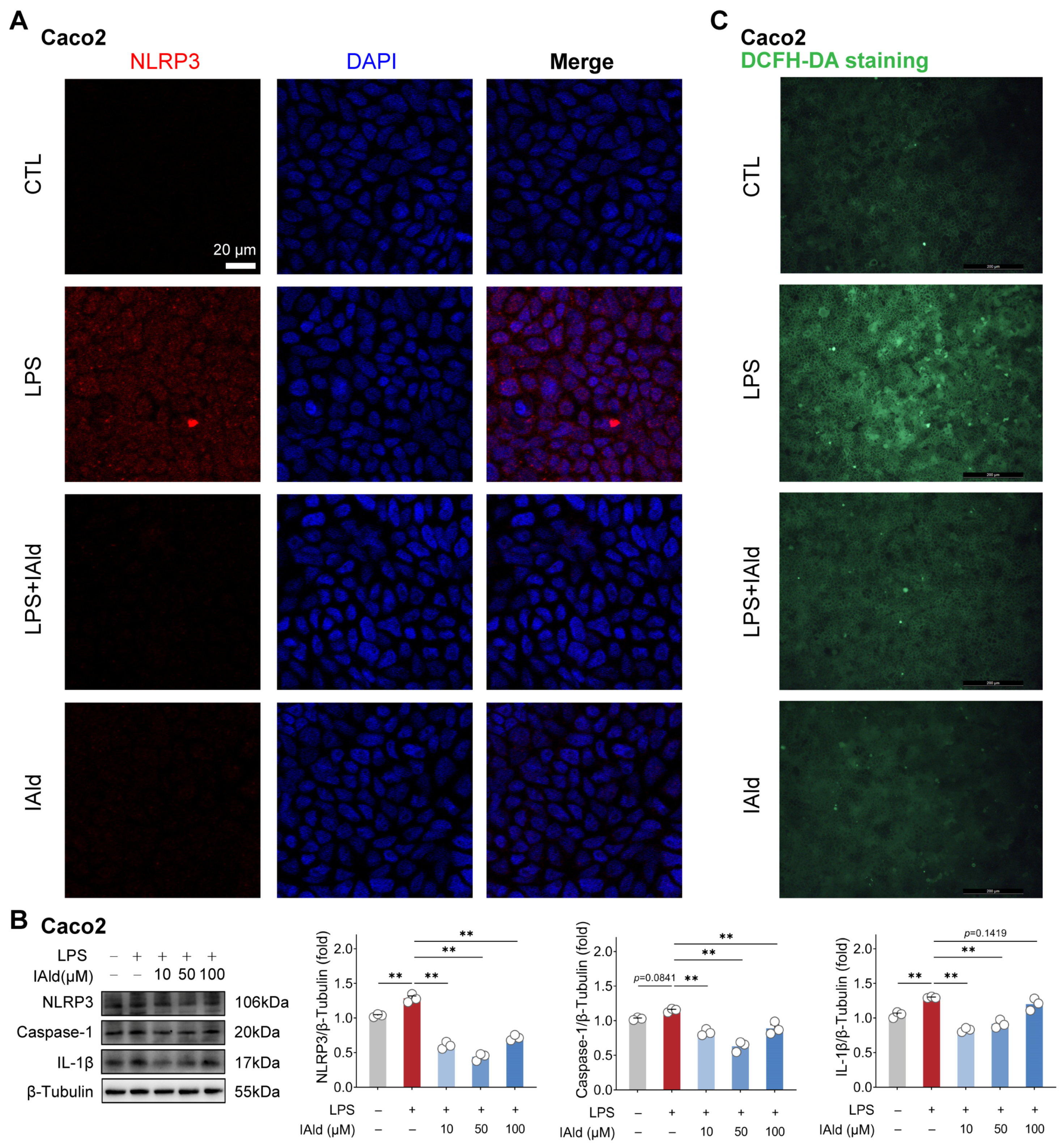 Antioxidants 13 01107 g002