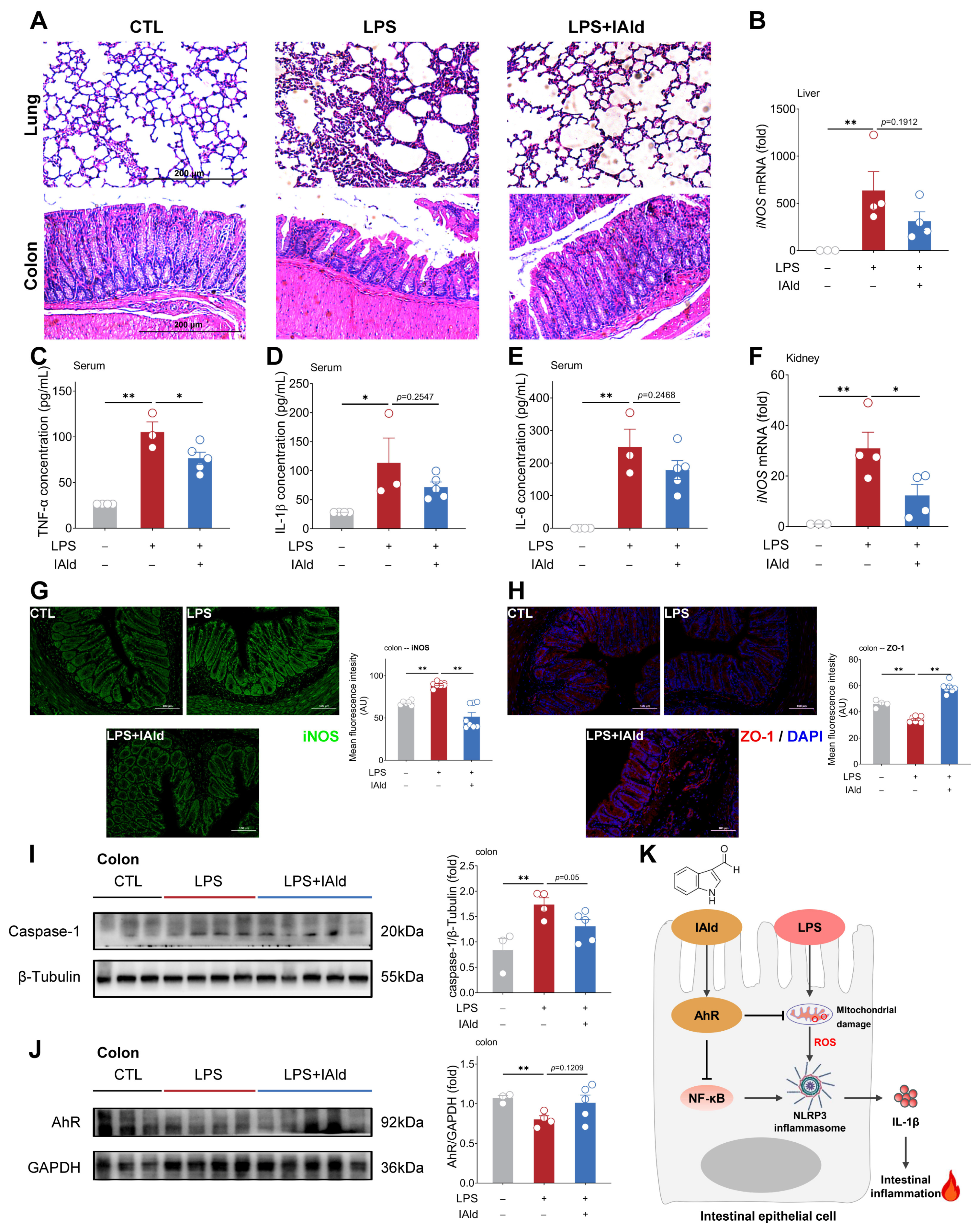 Antioxidants 13 01107 g007