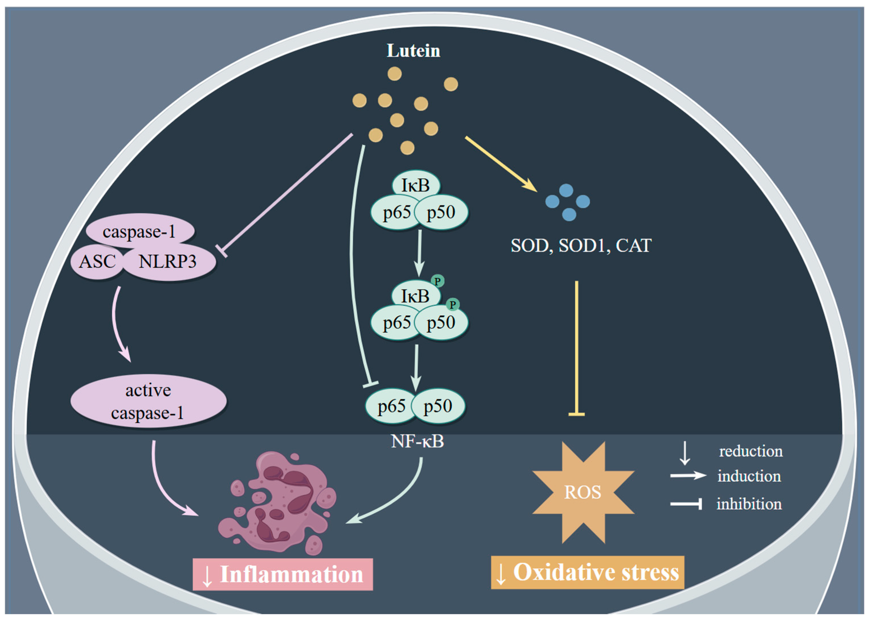 Antioxidants 13 01114 g001