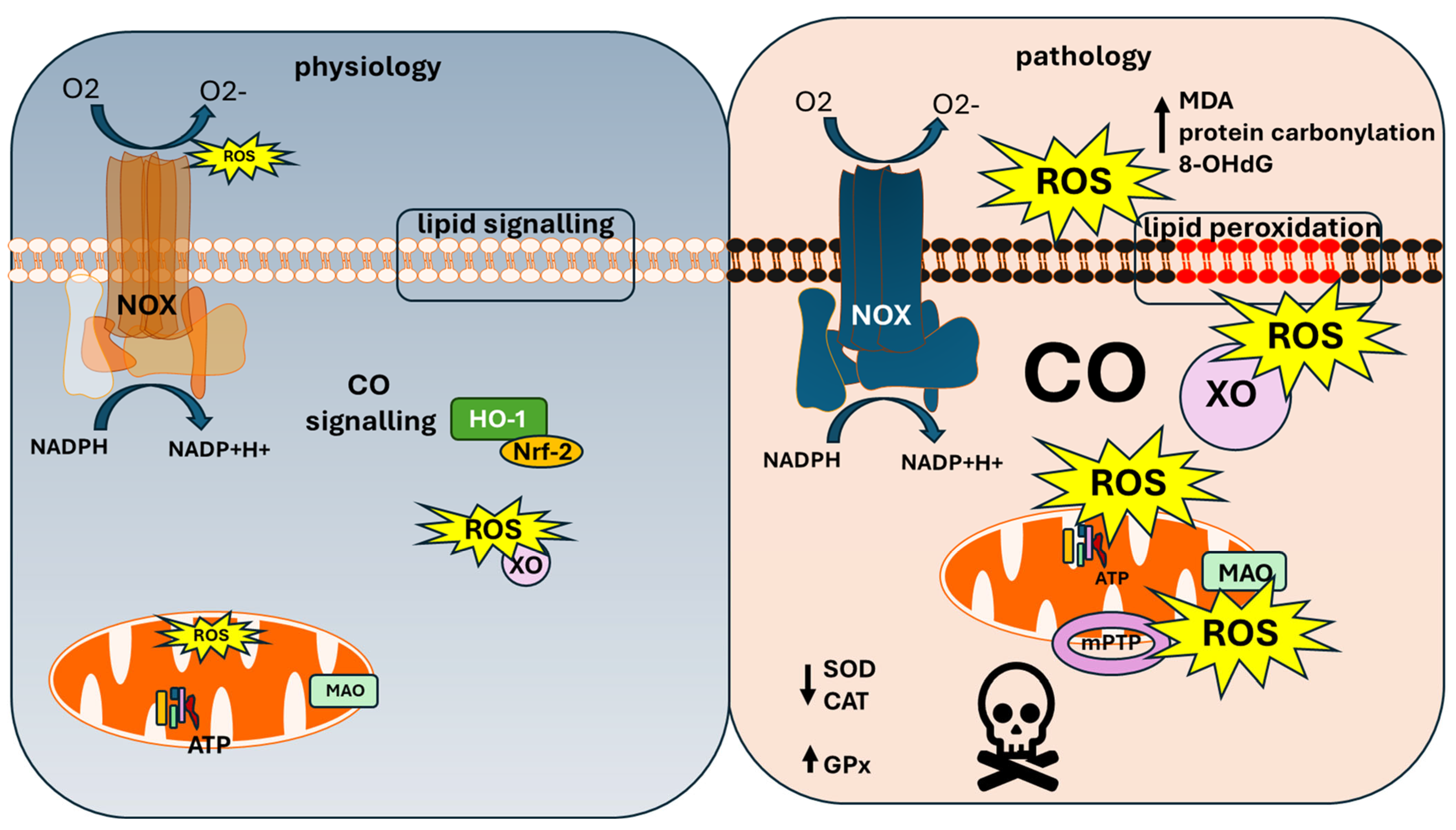 Antioxidants 13 01121 g001