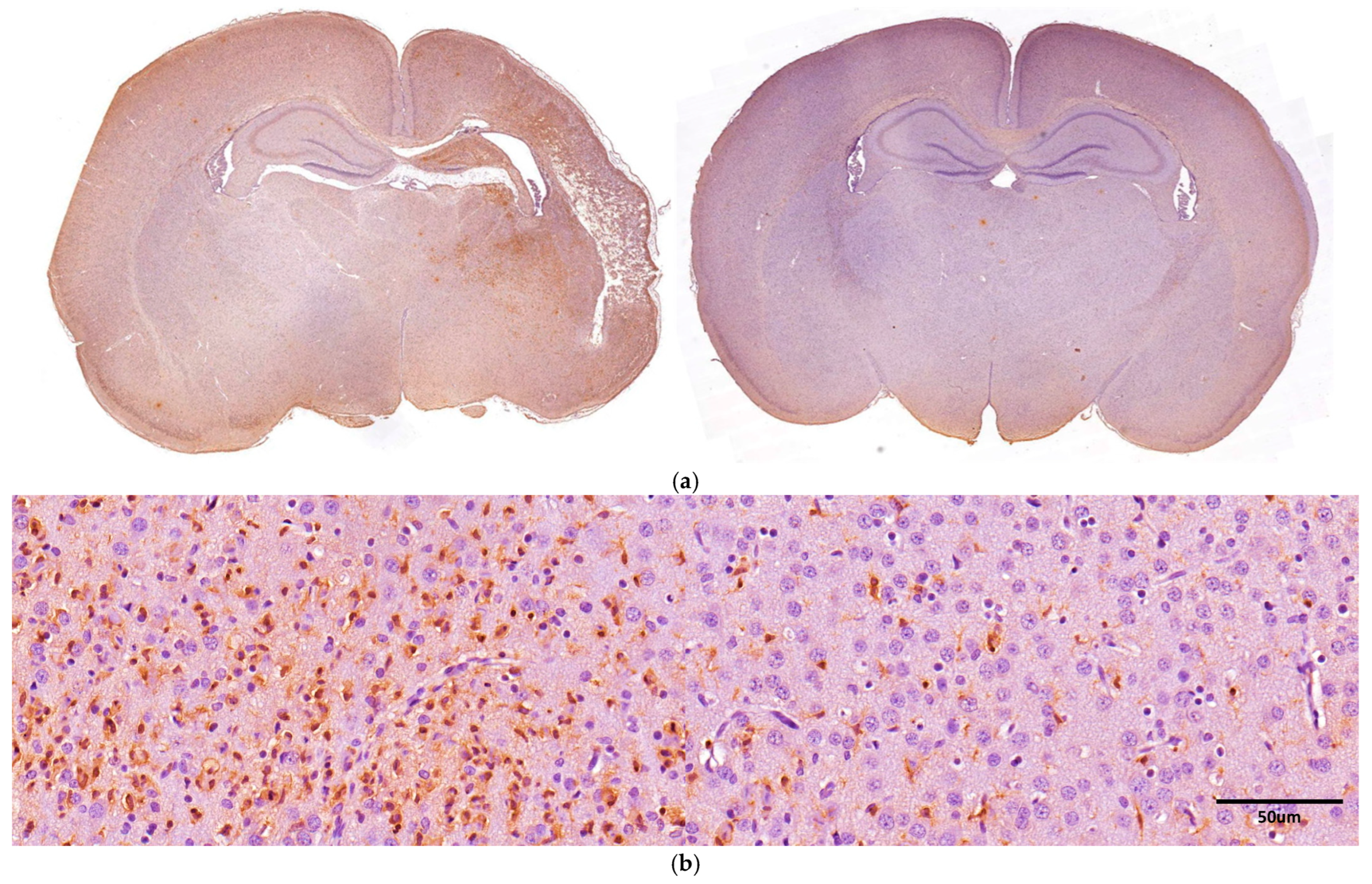 Antioxidants 13 01122 g007a