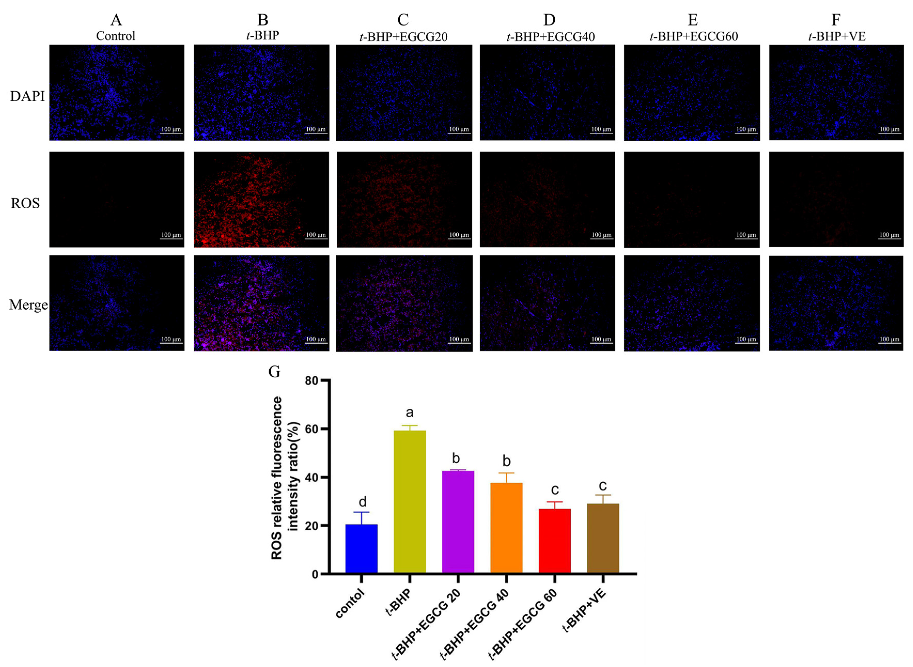 Antioxidants 13 01153 g002