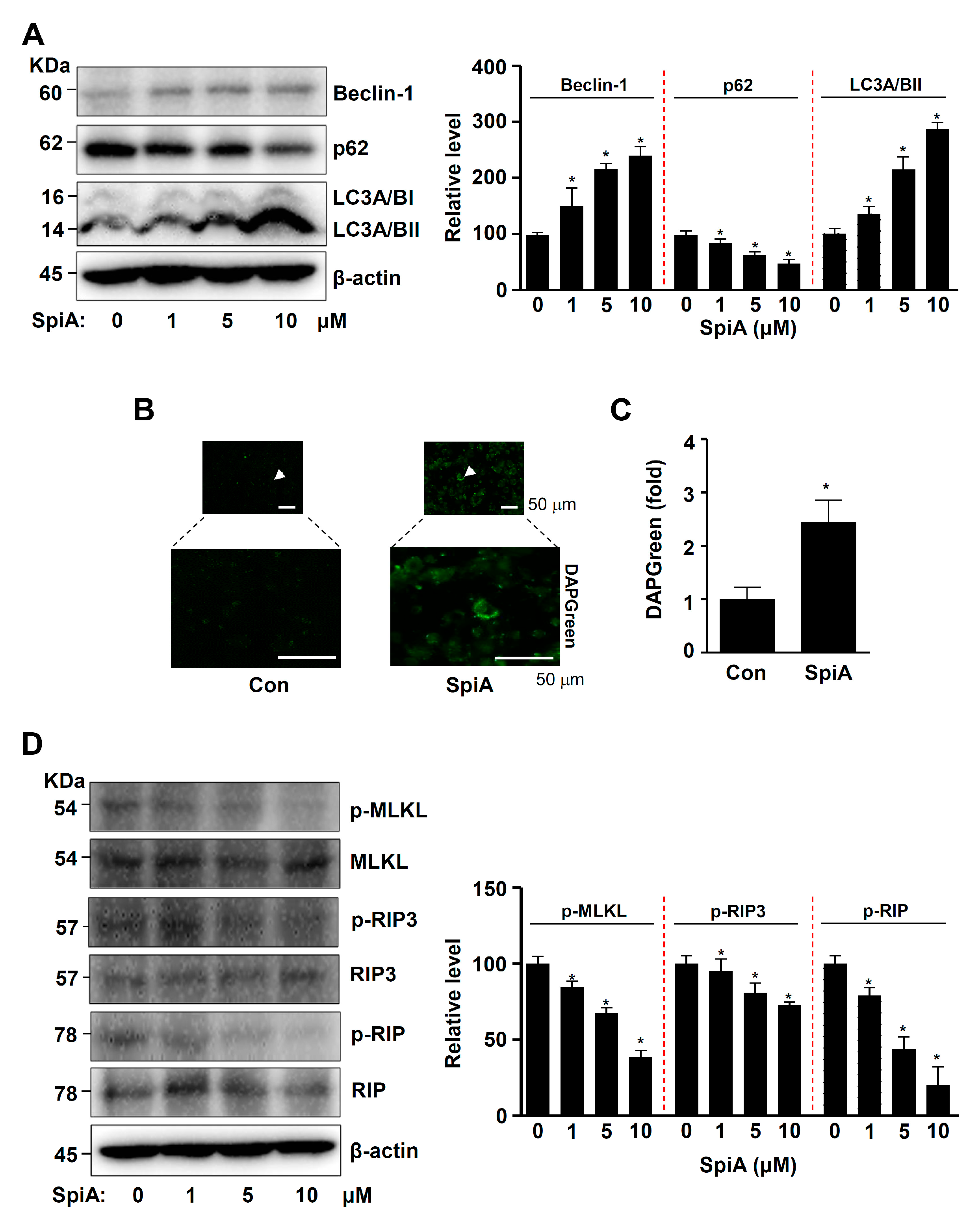 Antioxidants 13 01162 g004
