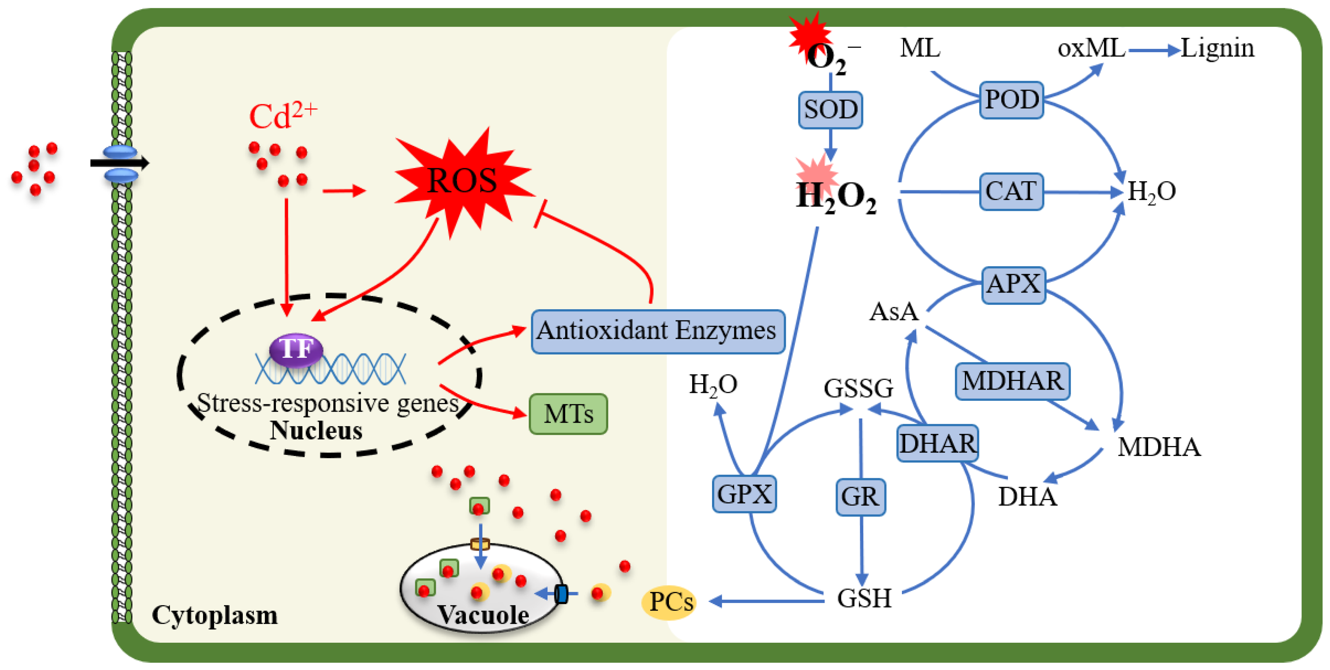 Antioxidants 13 01174 g001
