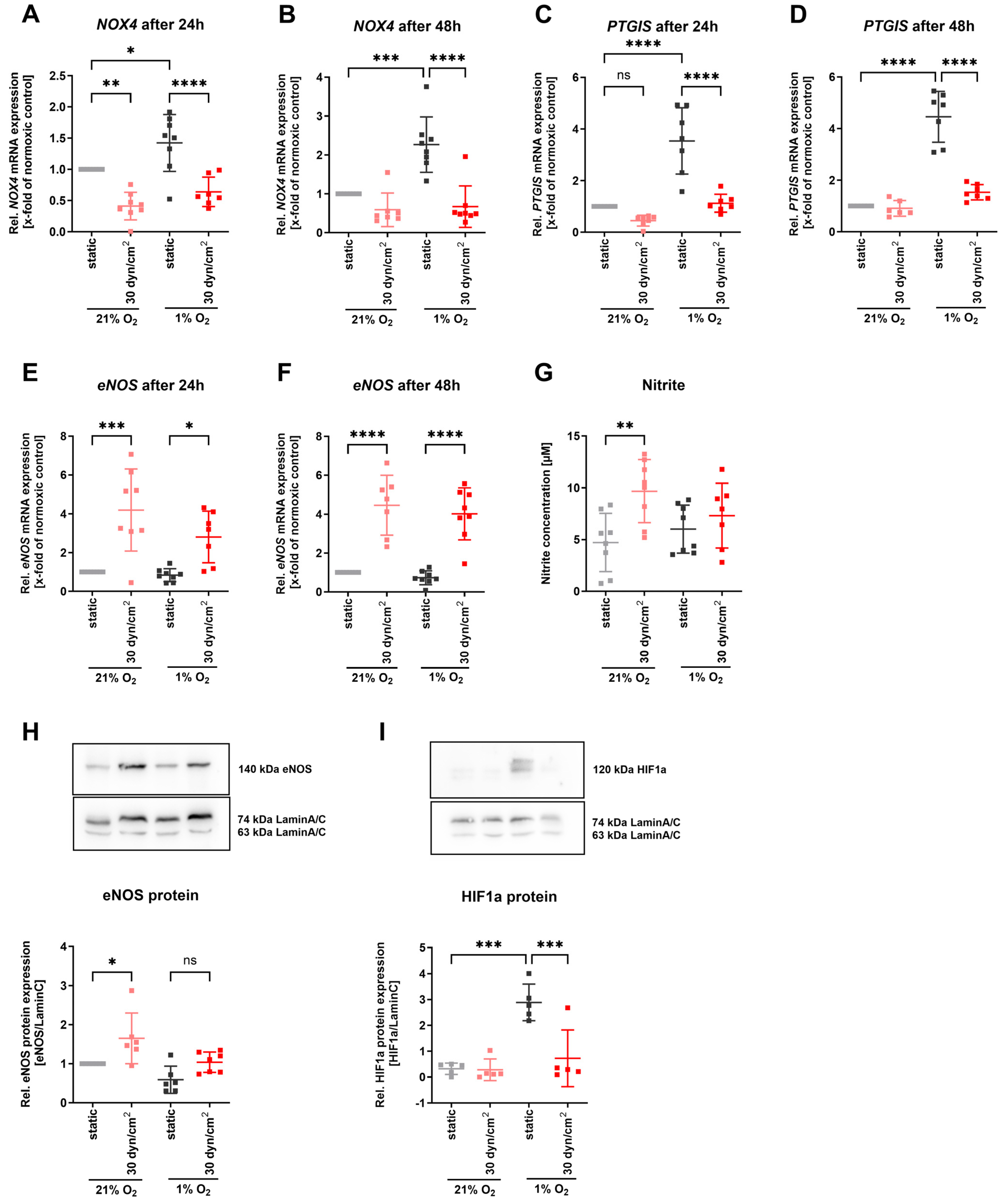 Antioxidants 13 01178 g005