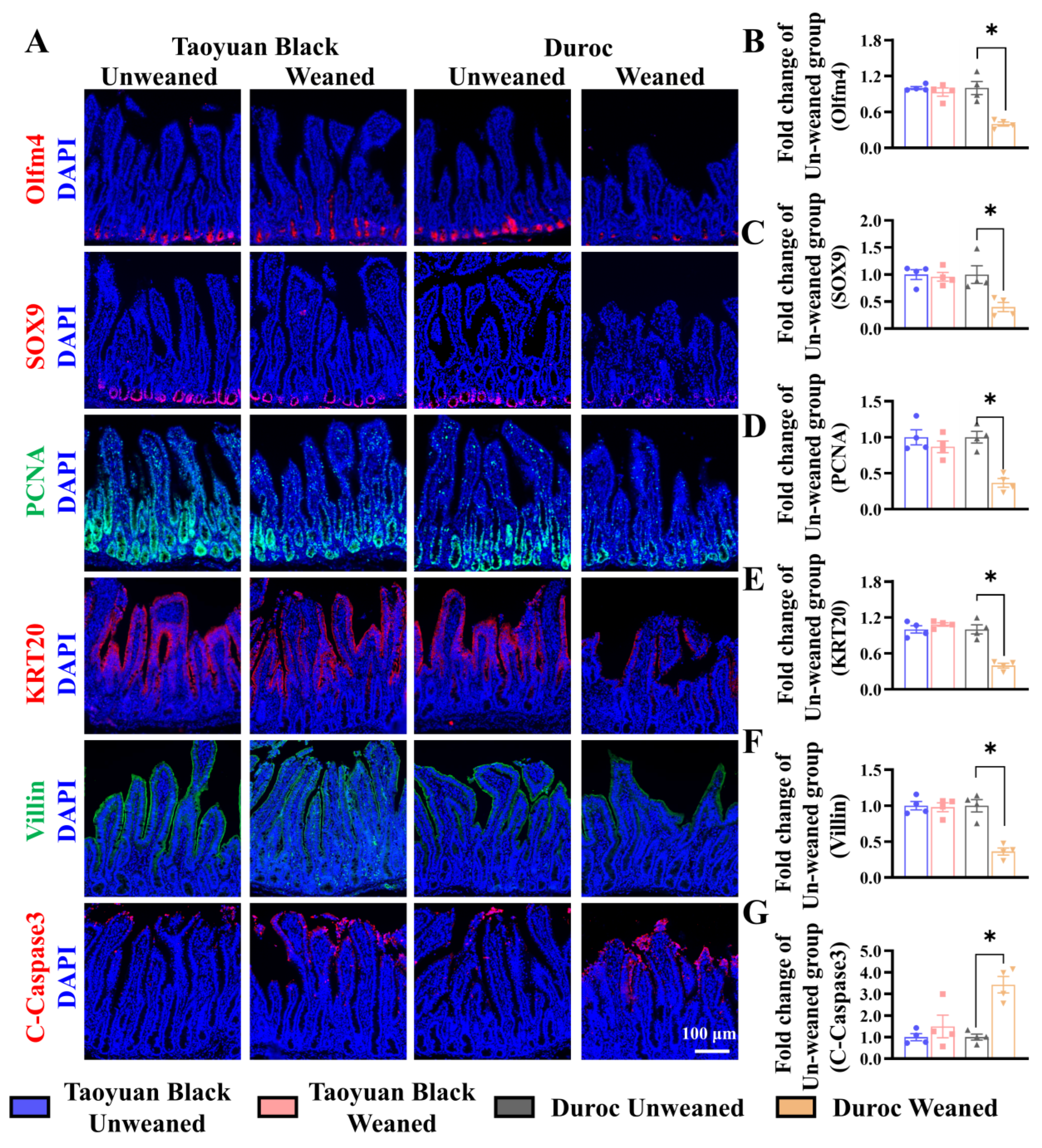 Antioxidants 13 01188 g003