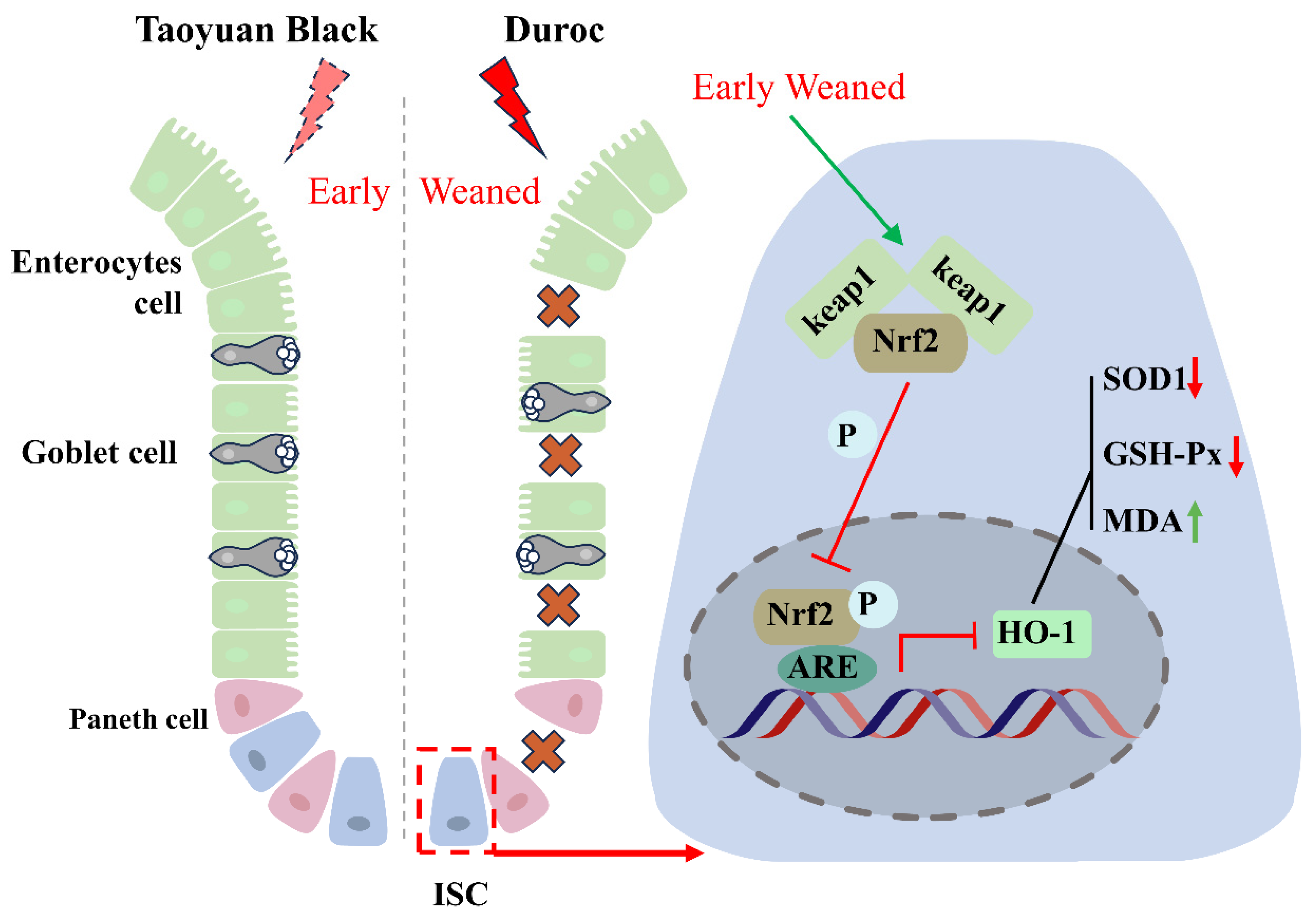 Antioxidants 13 01188 g006