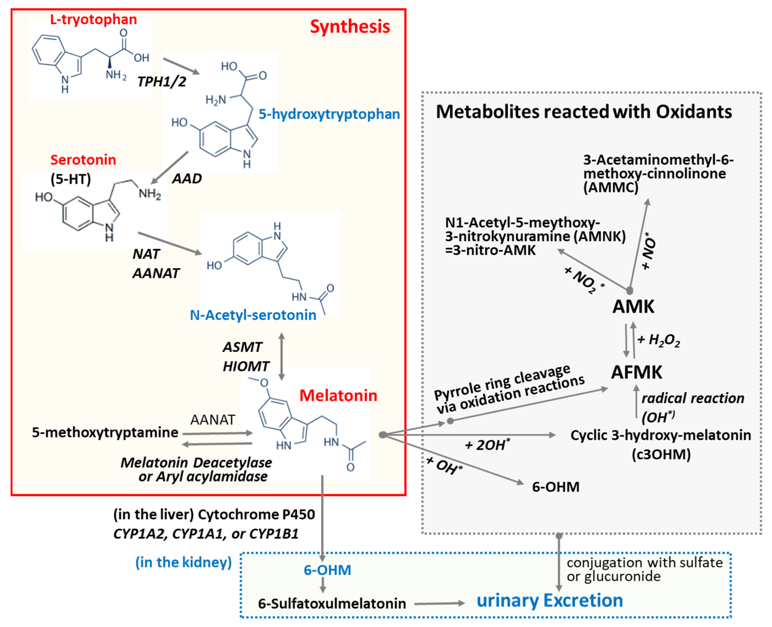 Antioxidants 13 01197 g002