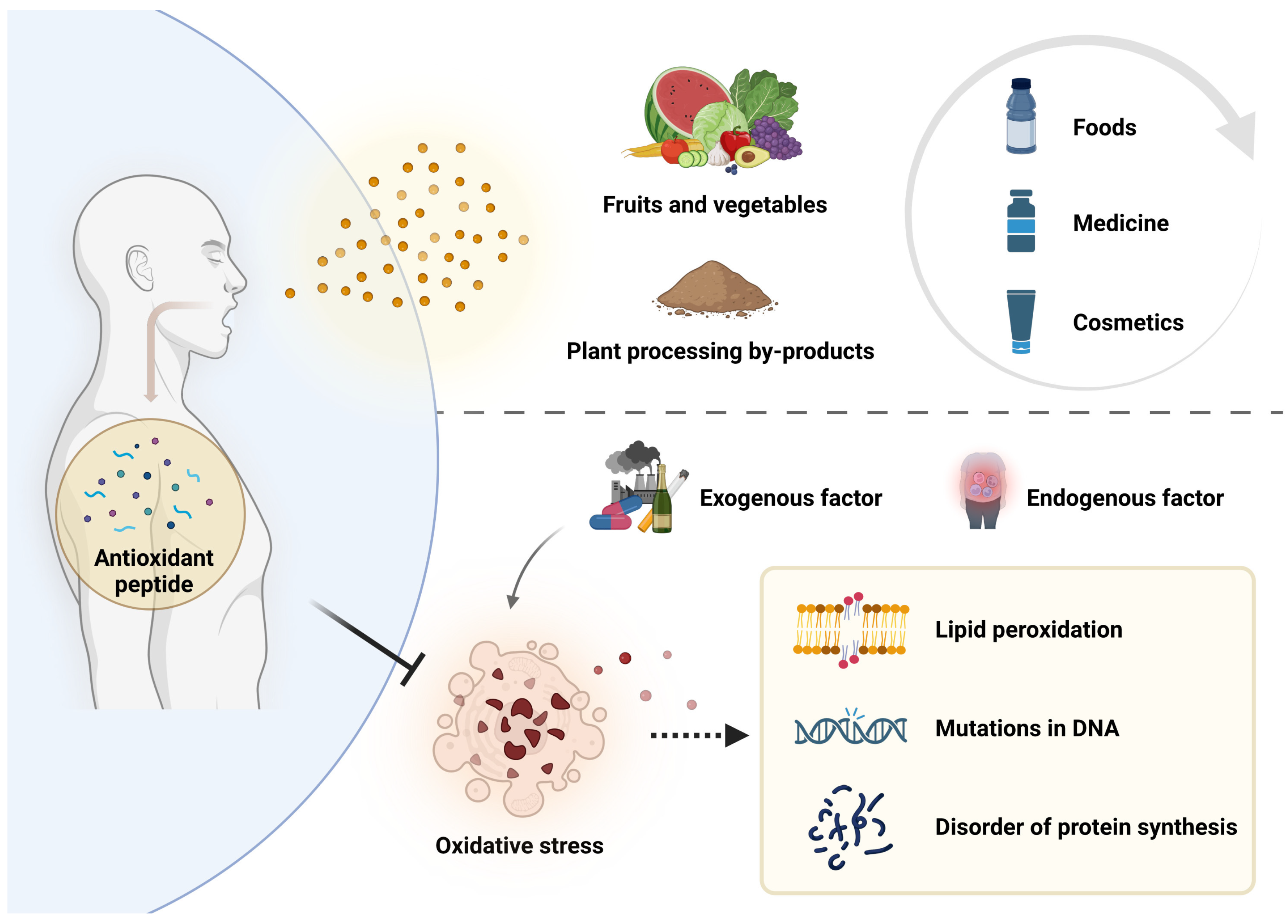Antioxidants 13 01203 g001
