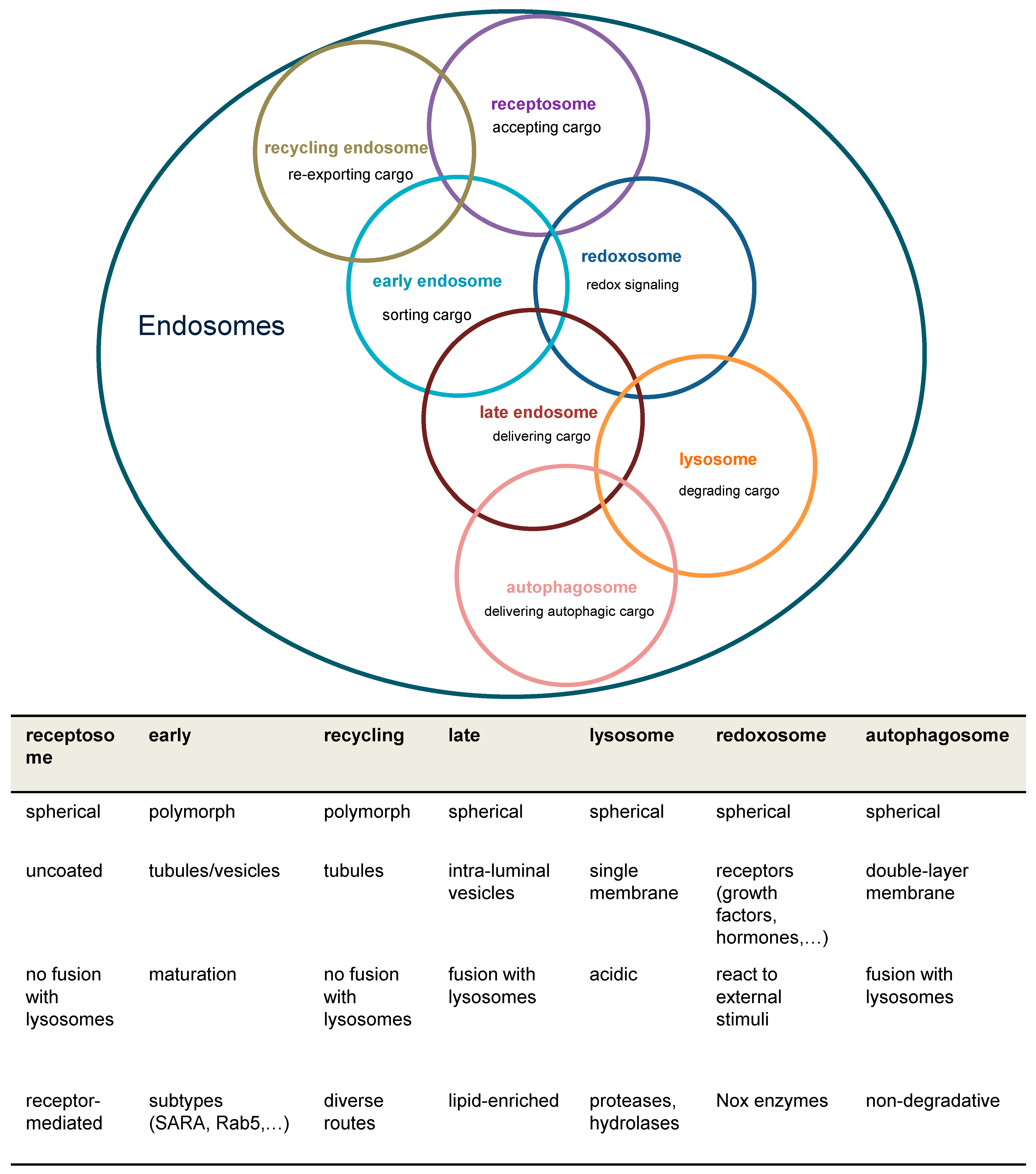 Antioxidants 13 01215 g001