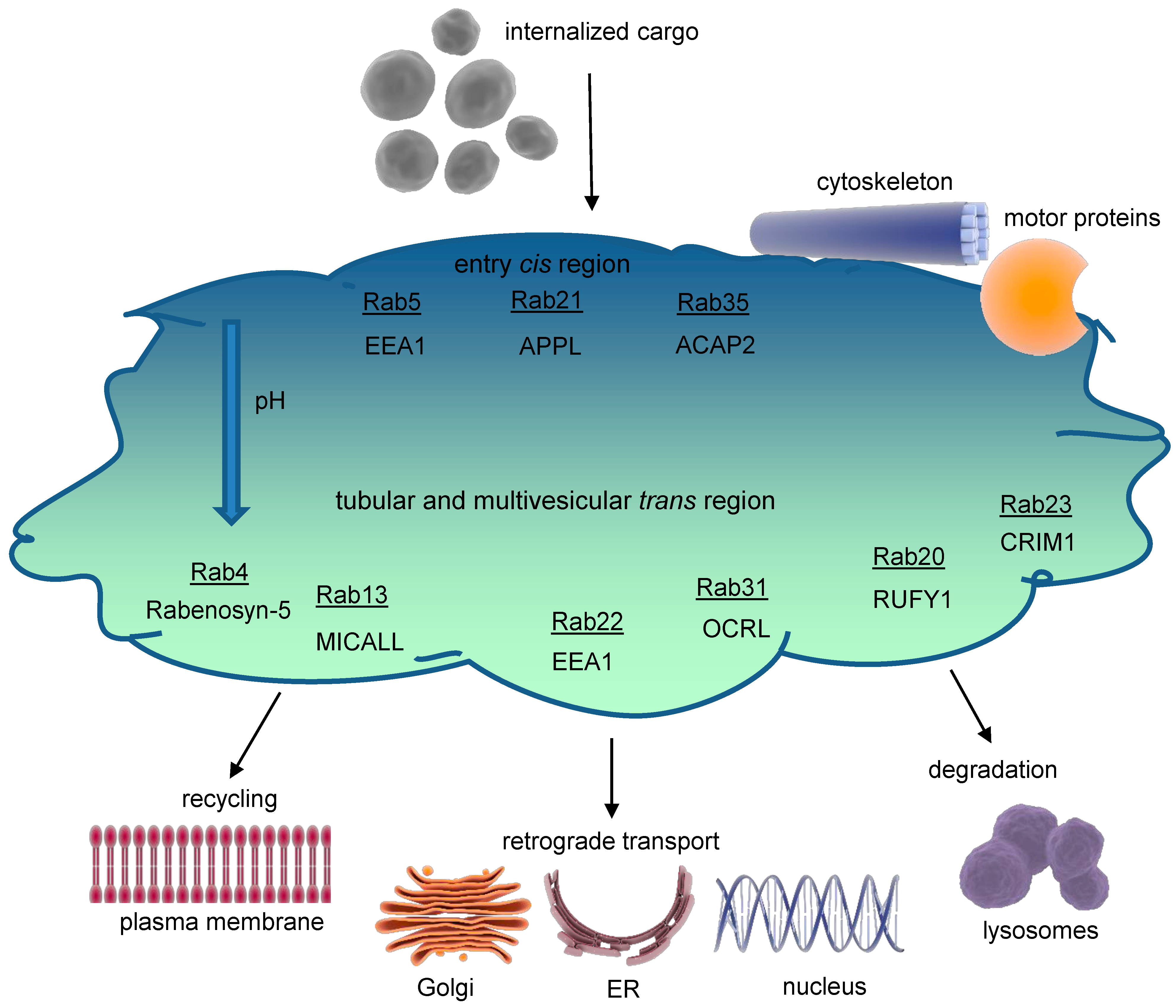 Antioxidants 13 01215 g002