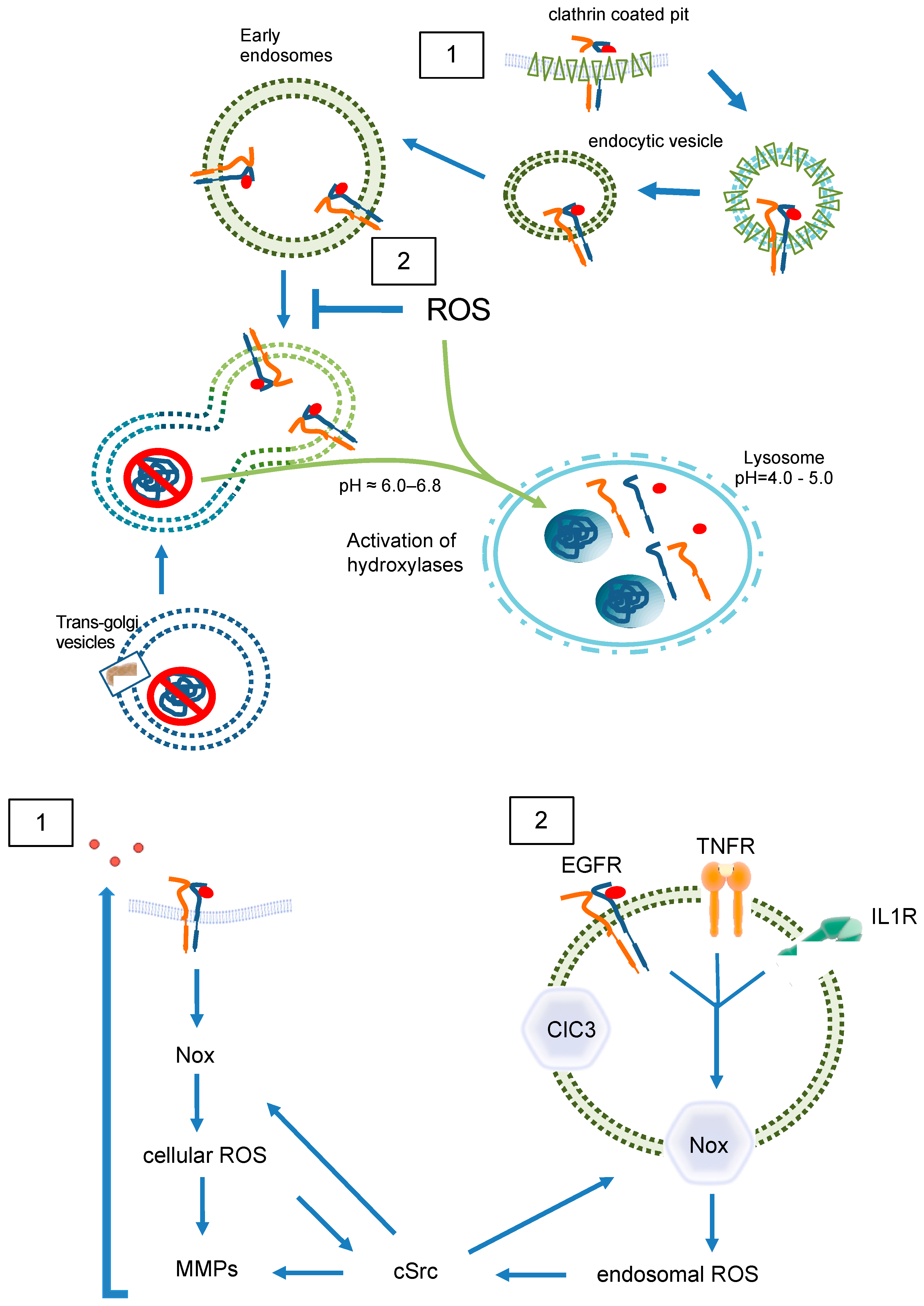 Antioxidants 13 01215 g005