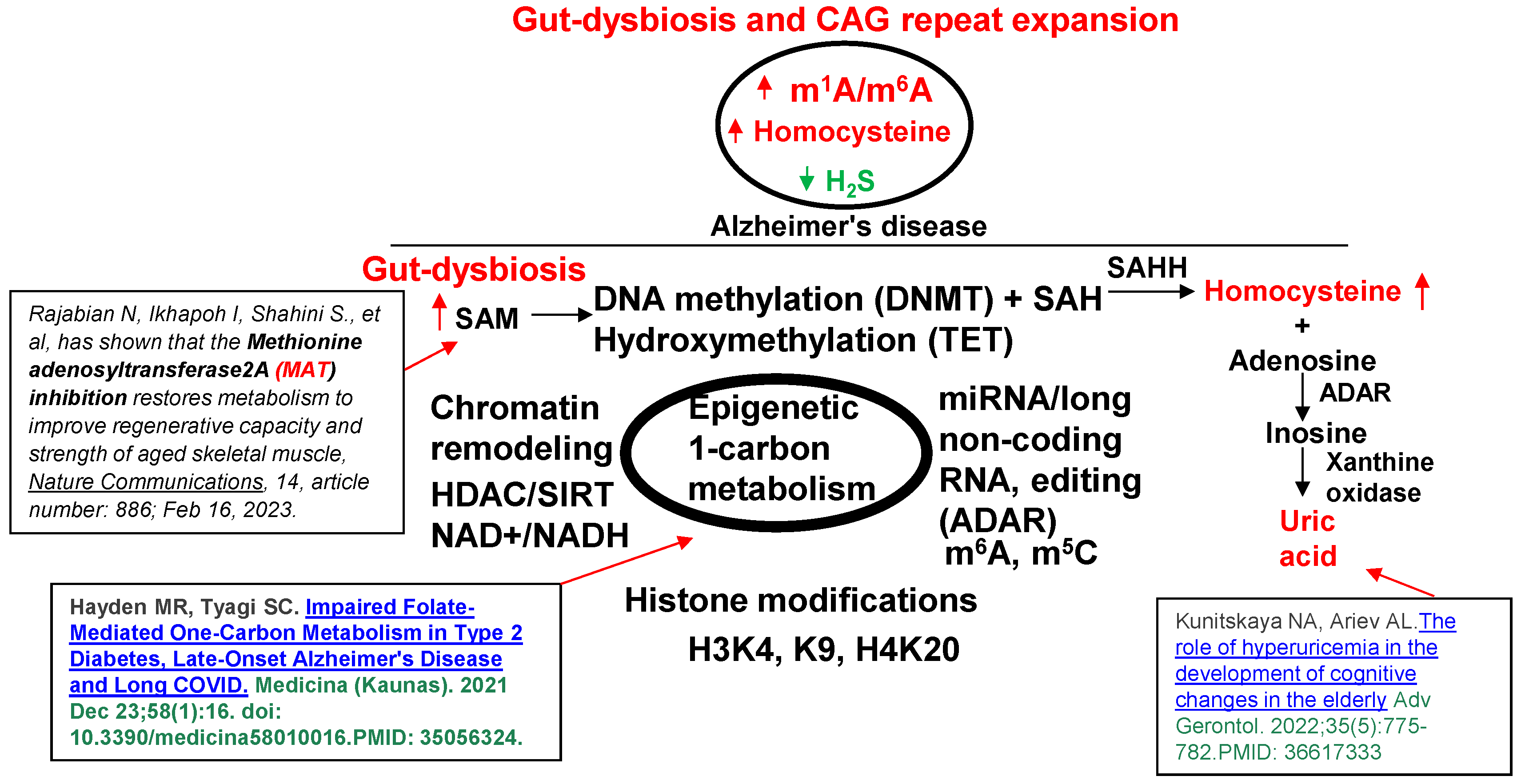Antioxidants 13 01225 g002 Antioxidants 13 01225 g002