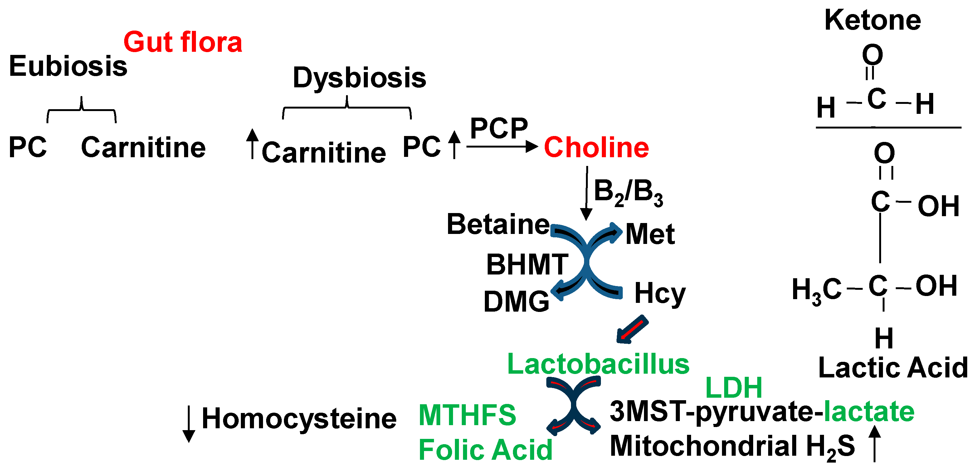 Antioxidants 13 01225 g005 Antioxidants 13 01225 g005