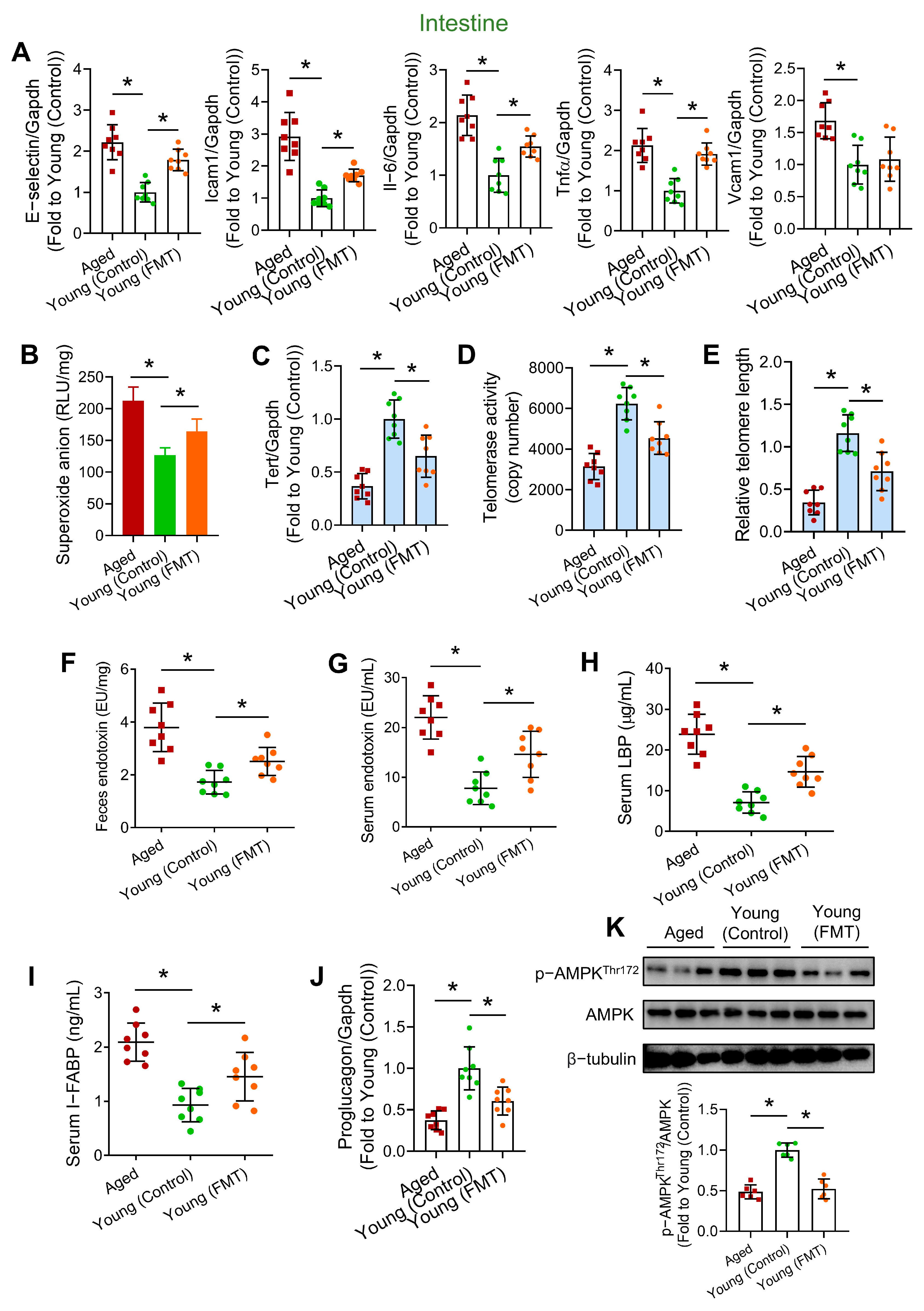 Antioxidants 13 01250 g004