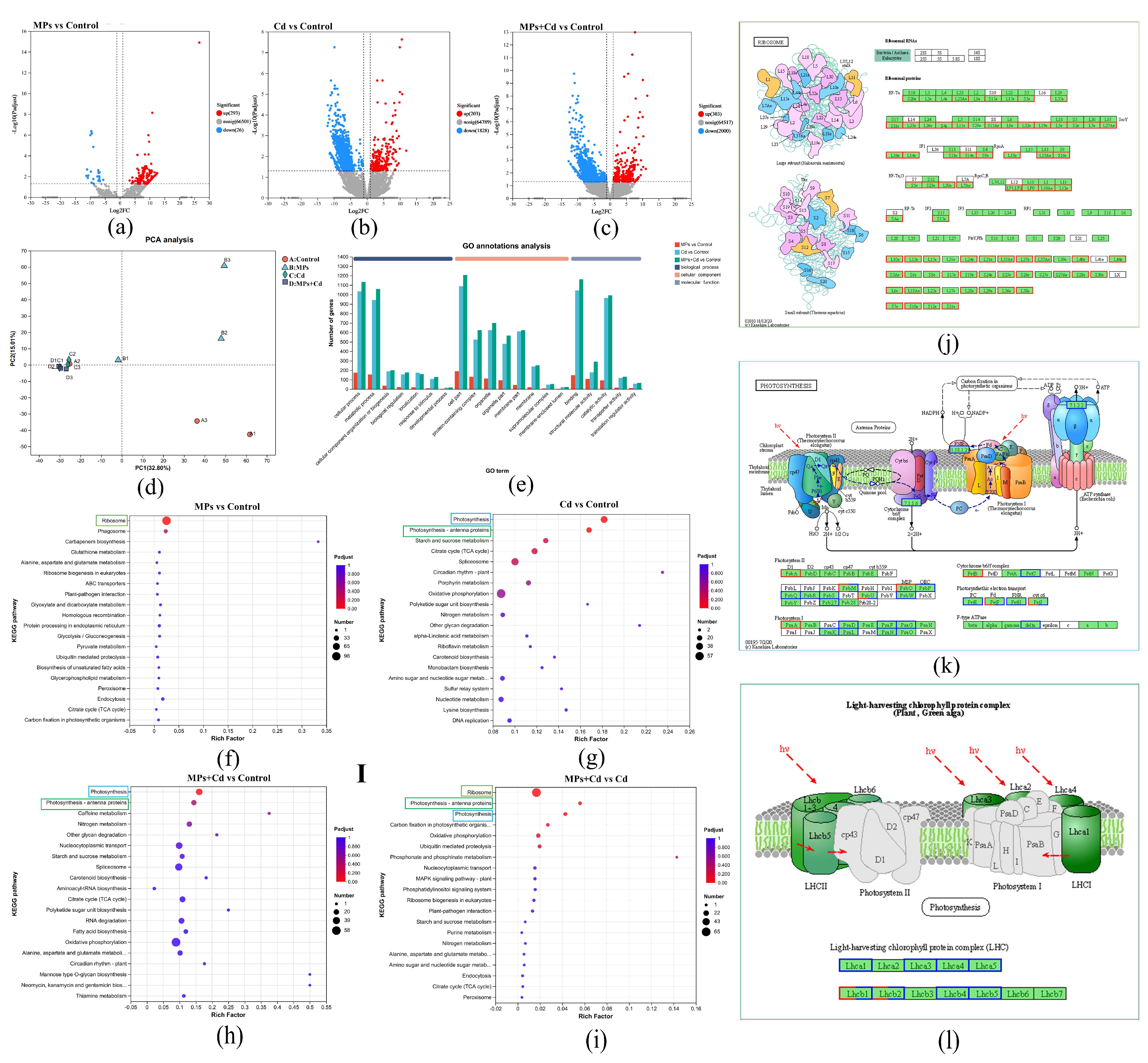 Antioxidants 13 01268 g003