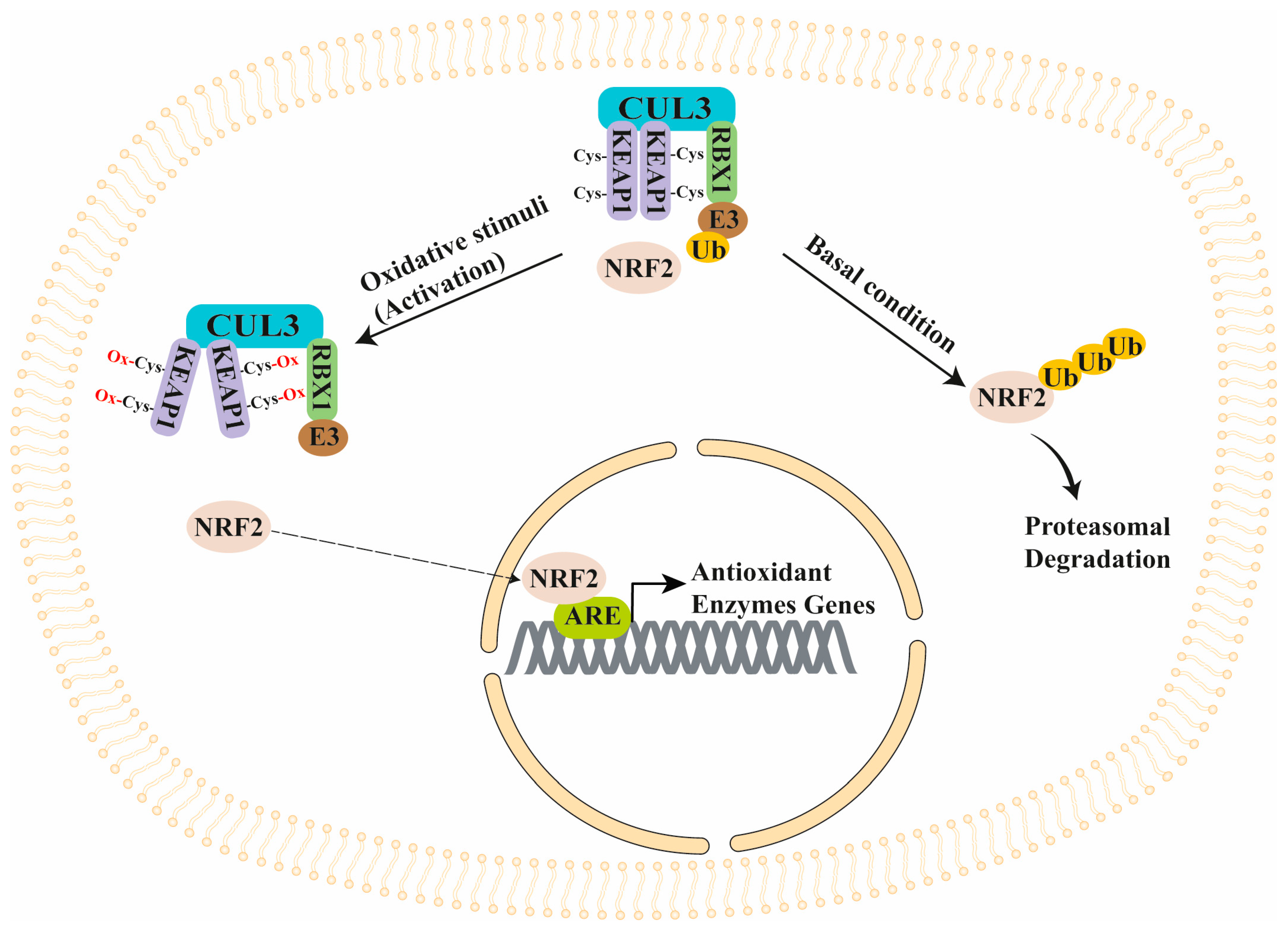 Antioxidants 13 01270 g002 Antioxidants 13 01270 g002