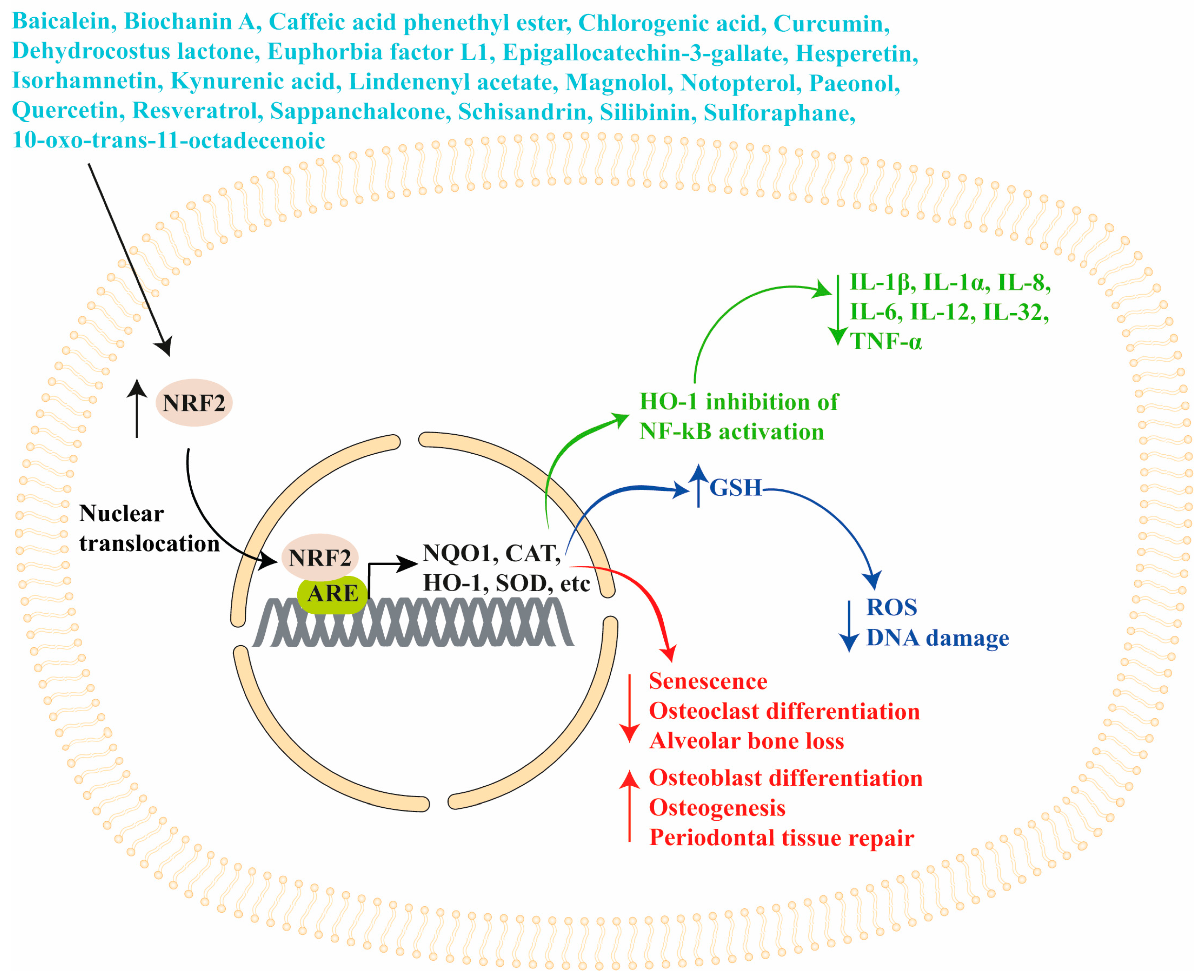 Antioxidants 13 01270 g005 Antioxidants 13 01270 g005