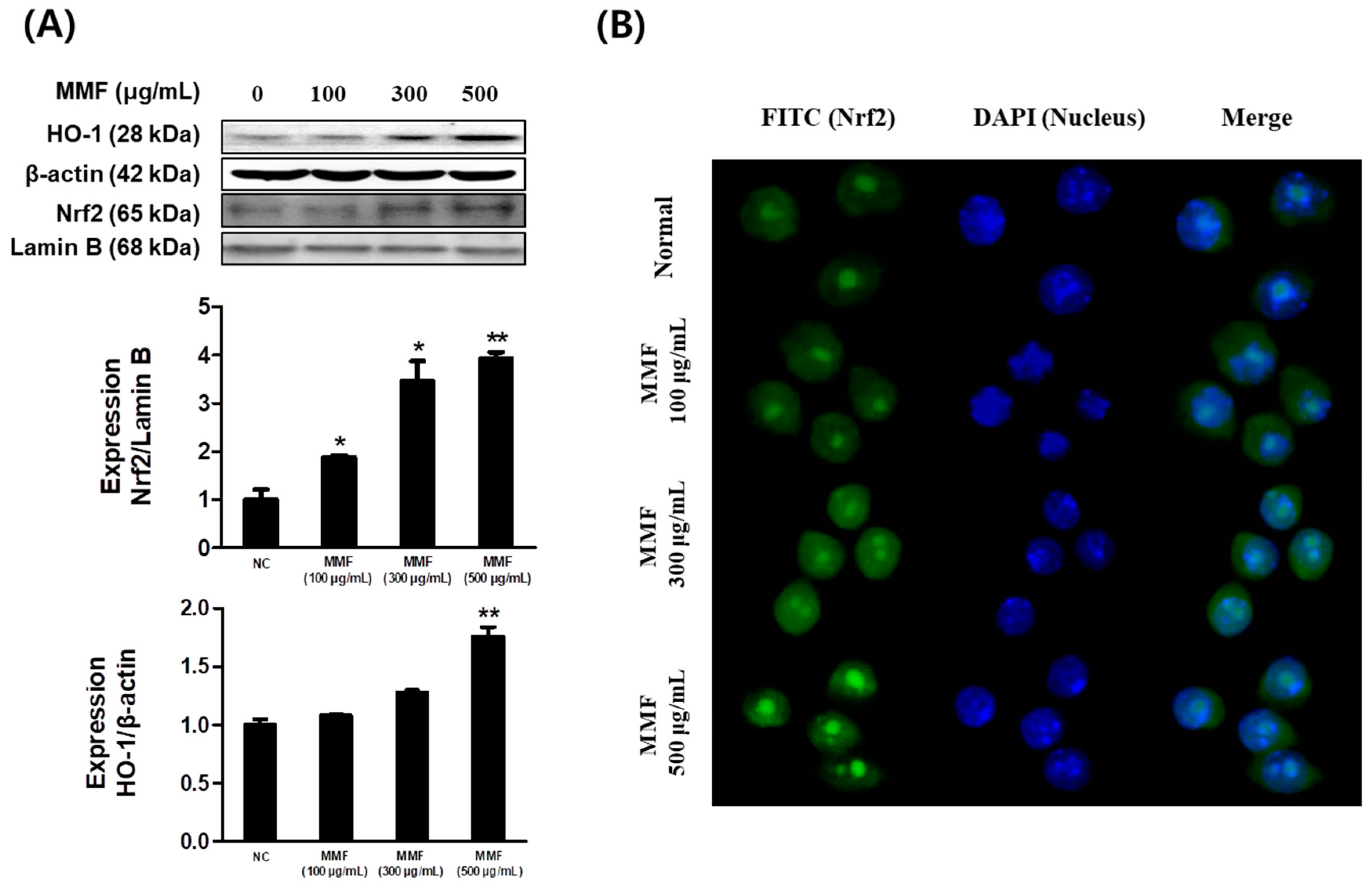 Antioxidants 13 01271 g003 Antioxidants 13 01271 g003